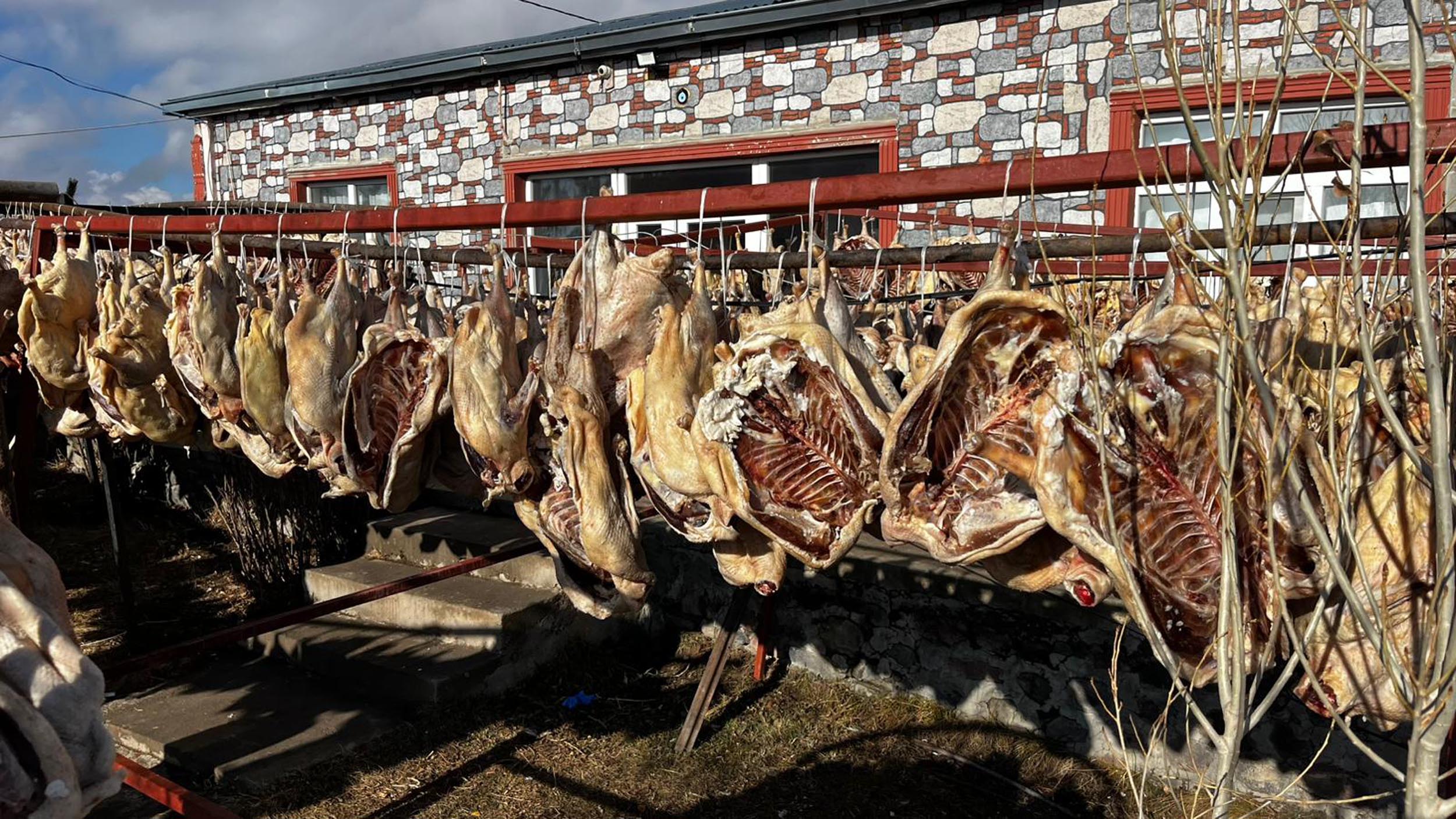 Gurbetteki Karslılar için 900 kazı keserek kurutmaya bıraktı - Görsel 2