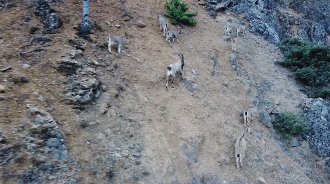 Tunceli'de yaban keçisi avlayanlara dron destekli operasyon - Görsel 3