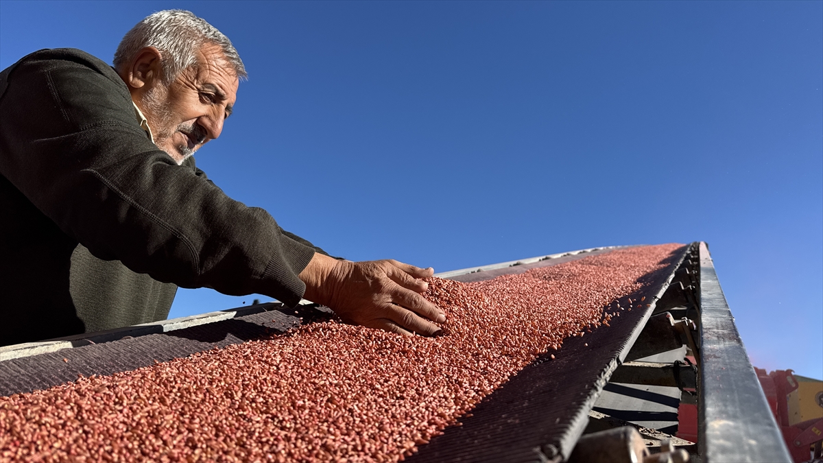 Malya Tarım İşletmesi'nde kuraklığa dayanıklı tohumlarla üretim yapılıyor - Görsel 11