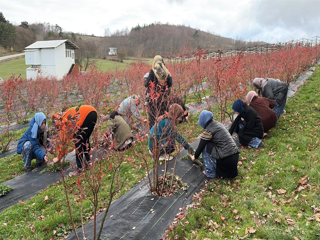 Kentten kırsala dönüp yaban mersini yetiştiren kadınlar, hemcinslerinin de bütçelerine katkı sağlıyor - Görsel 1