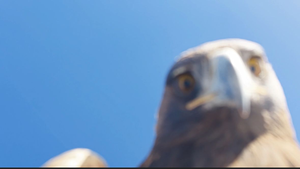 Kartalın kaptığı dron 6 saatlik tırmanışla geri alındı; o anlar kamerada - Görsel 1