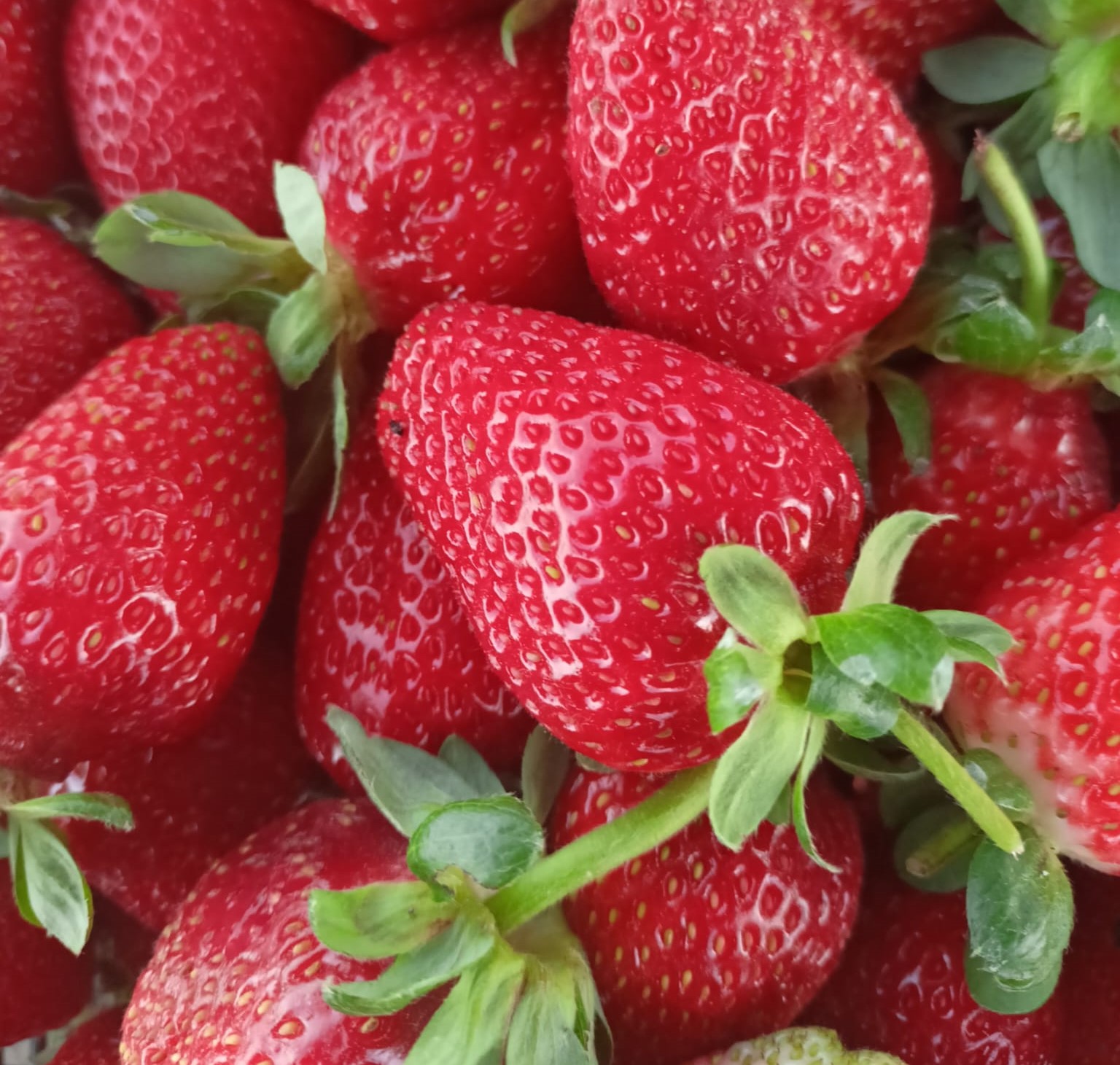 SEYDİŞEHİR ÇİLEĞİ TESCİLLENDİ  - Görsel 2