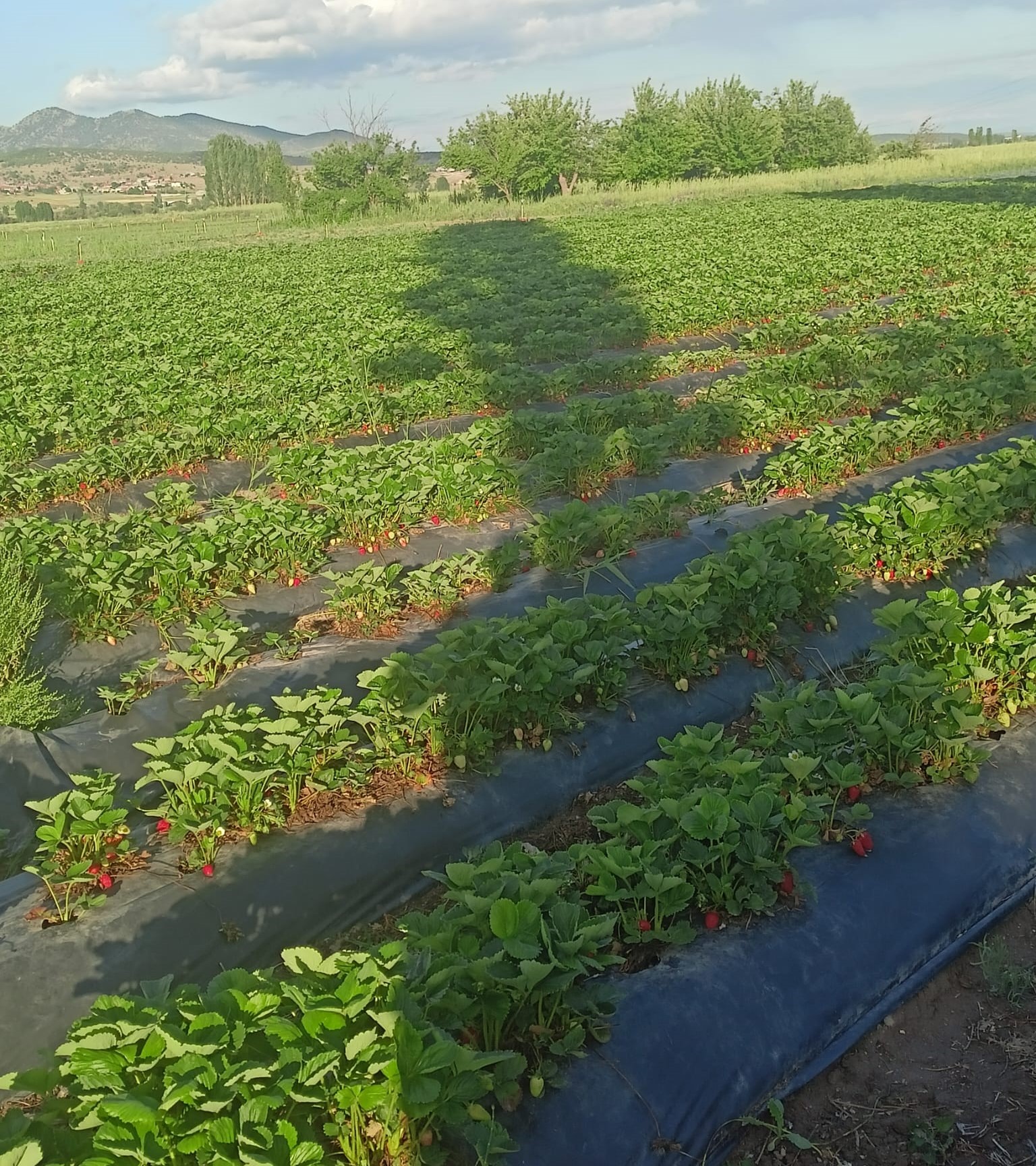 SEYDİŞEHİR ÇİLEĞİ TESCİLLENDİ  - Görsel 3