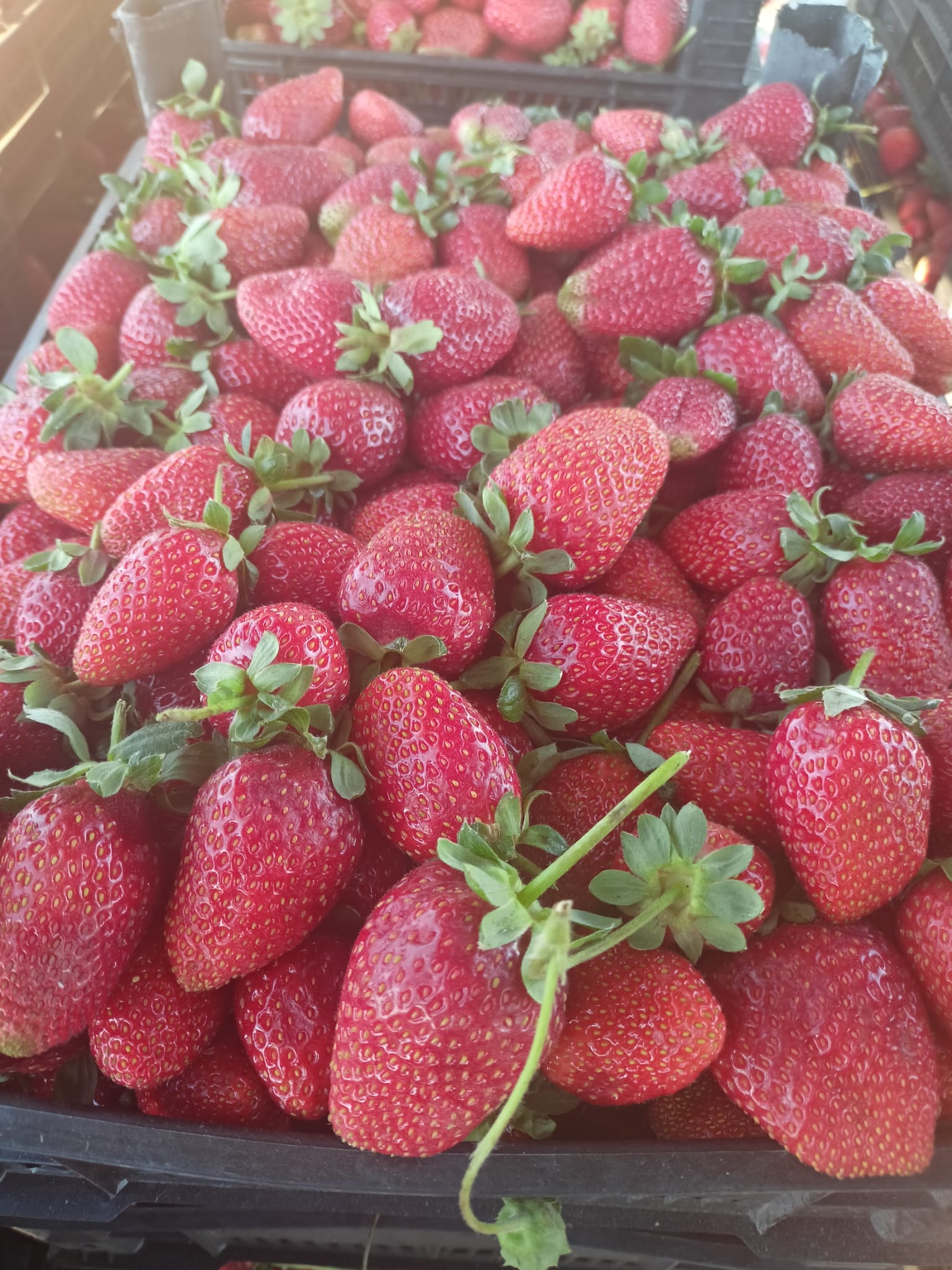 SEYDİŞEHİR ÇİLEĞİ TESCİLLENDİ  - Görsel 5