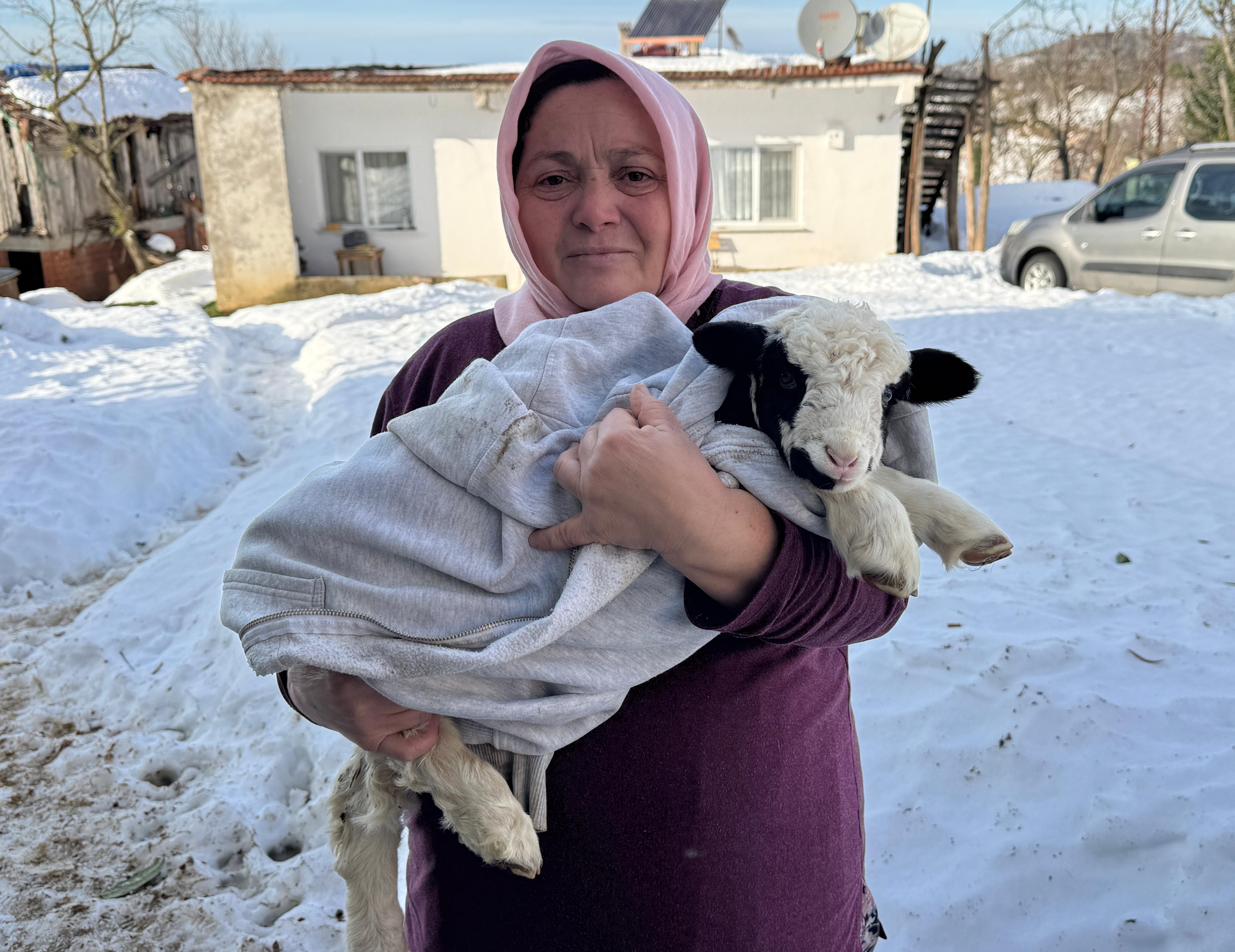 1 haftalık kuzuya evde bebek gibi bakıyorlar - Görsel 2