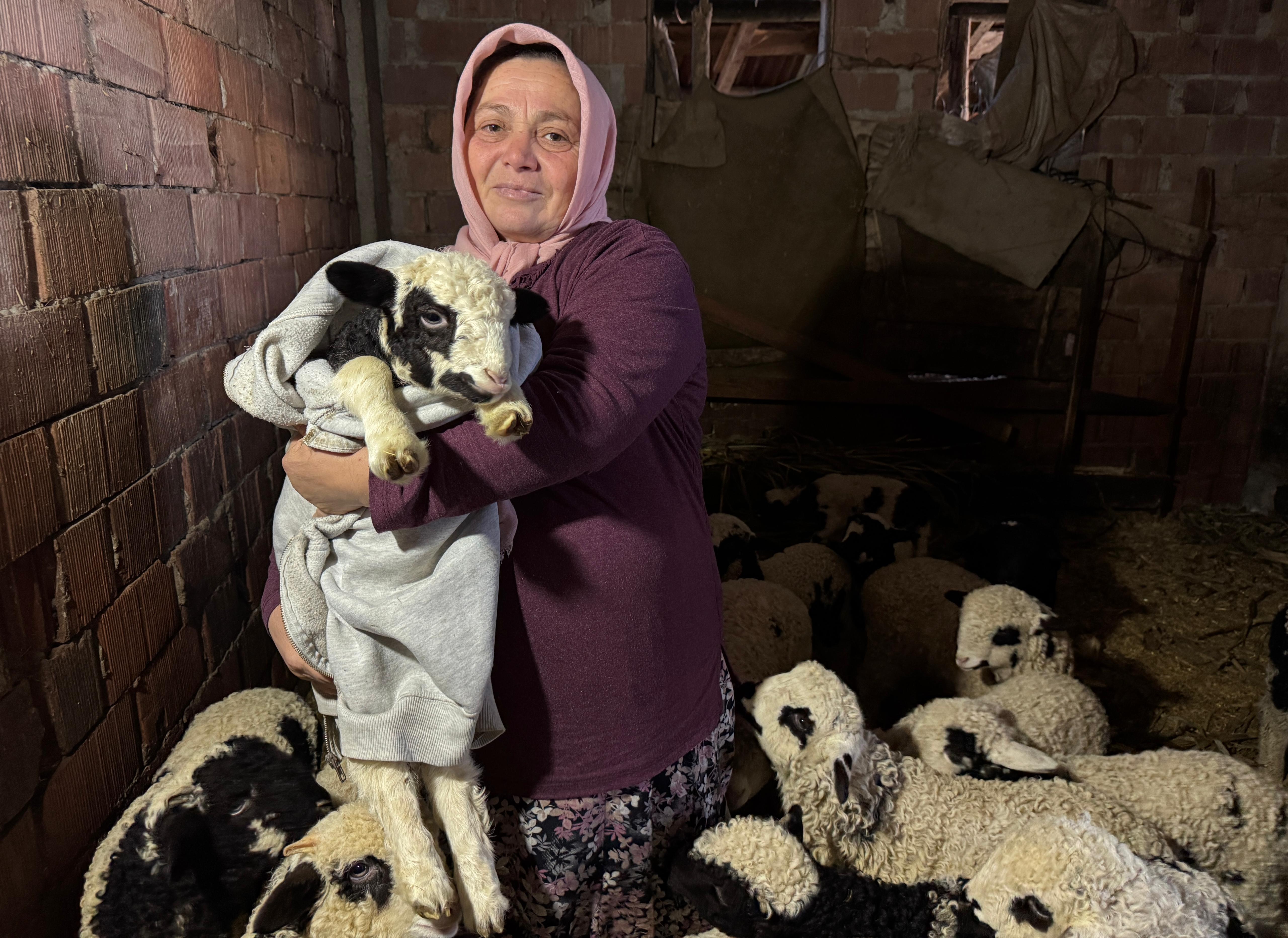 1 haftalık kuzuya evde bebek gibi bakıyorlar - Görsel 3