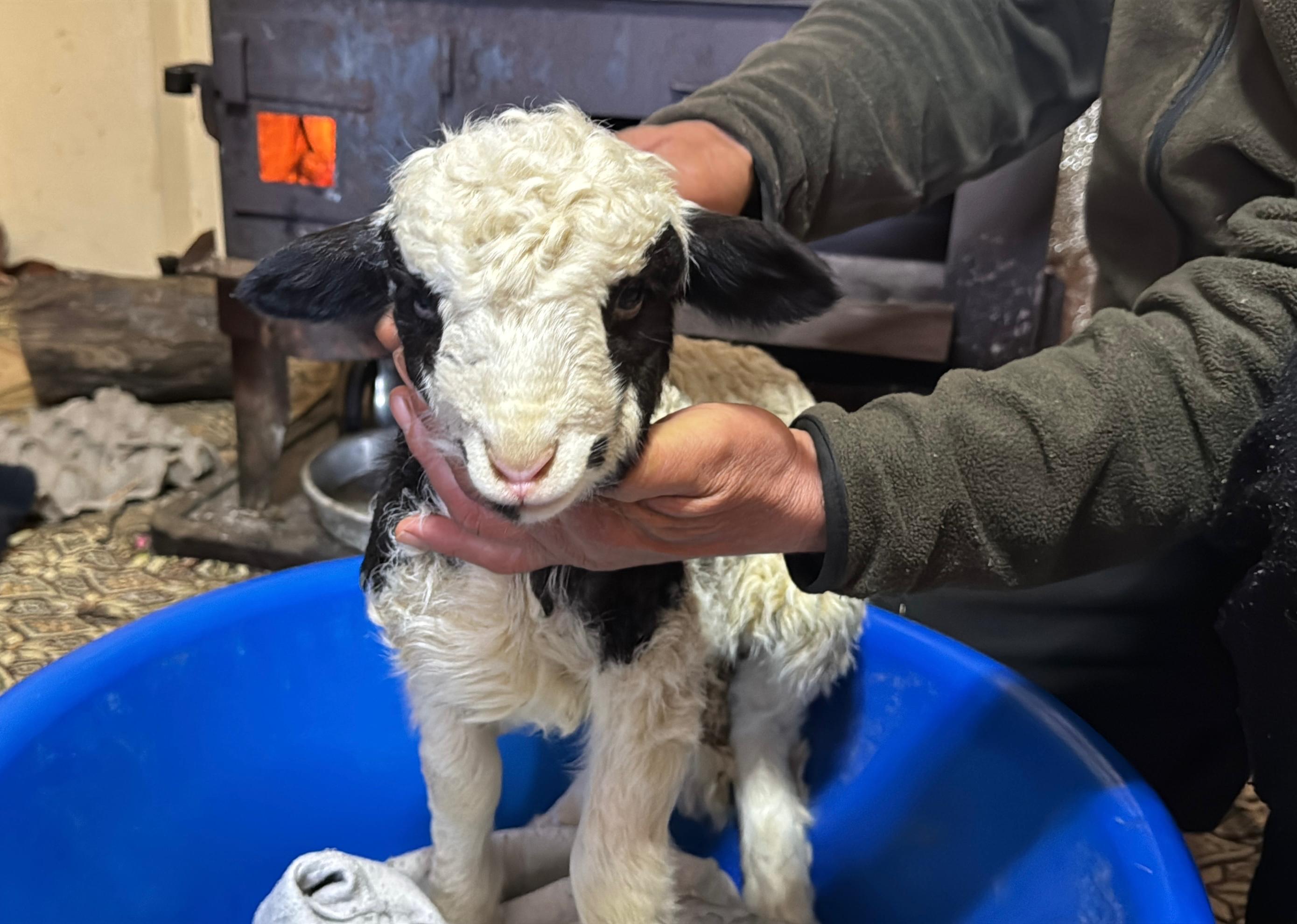 1 haftalık kuzuya evde bebek gibi bakıyorlar - Görsel 4
