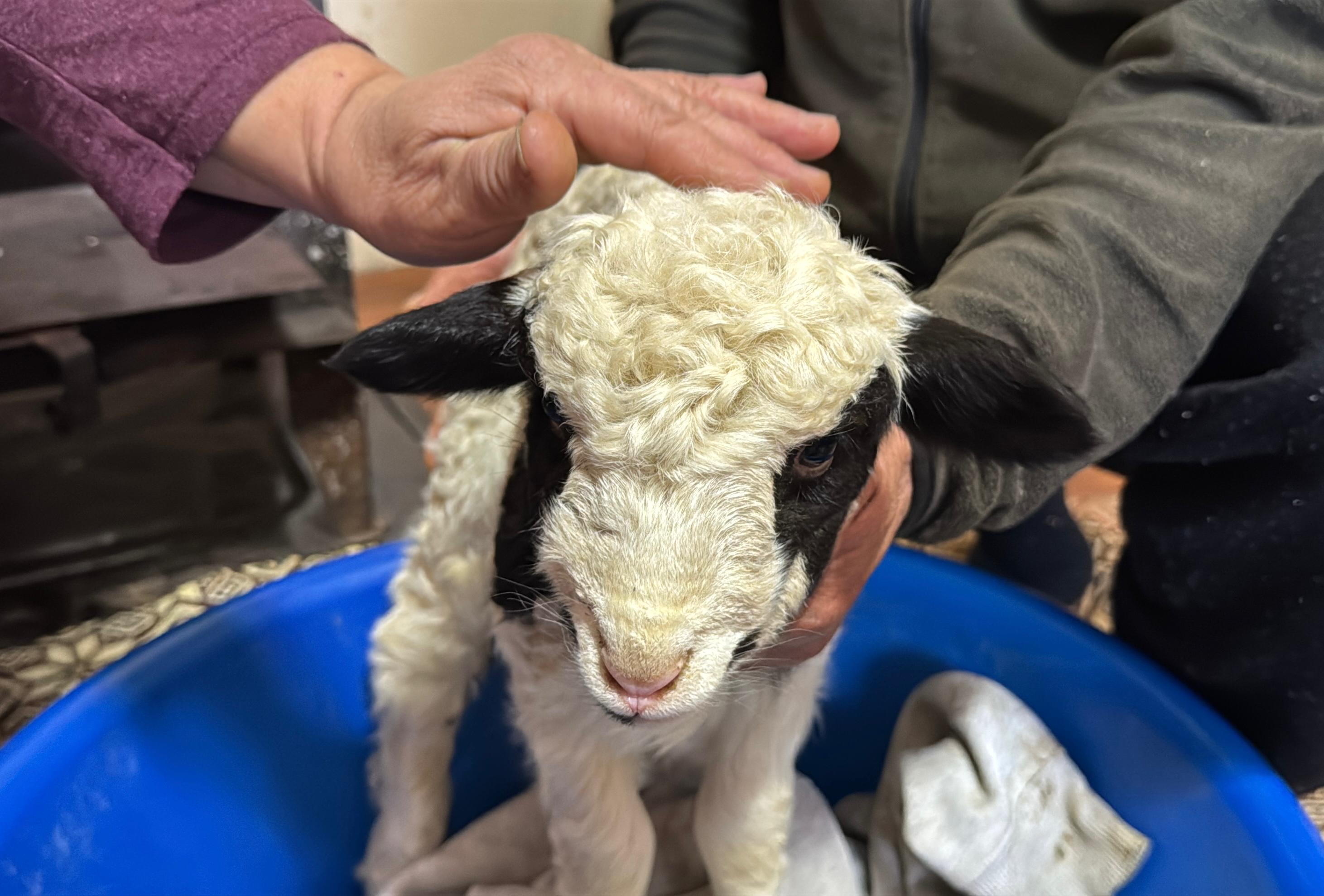 1 haftalık kuzuya evde bebek gibi bakıyorlar - Görsel 7