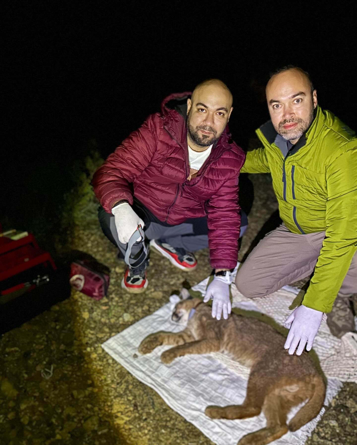 Antalya - Dr. İlemin: Karakulak türünü Akdeniz ekosistemi için gösterge tür olarak tescilledik - Görsel 2