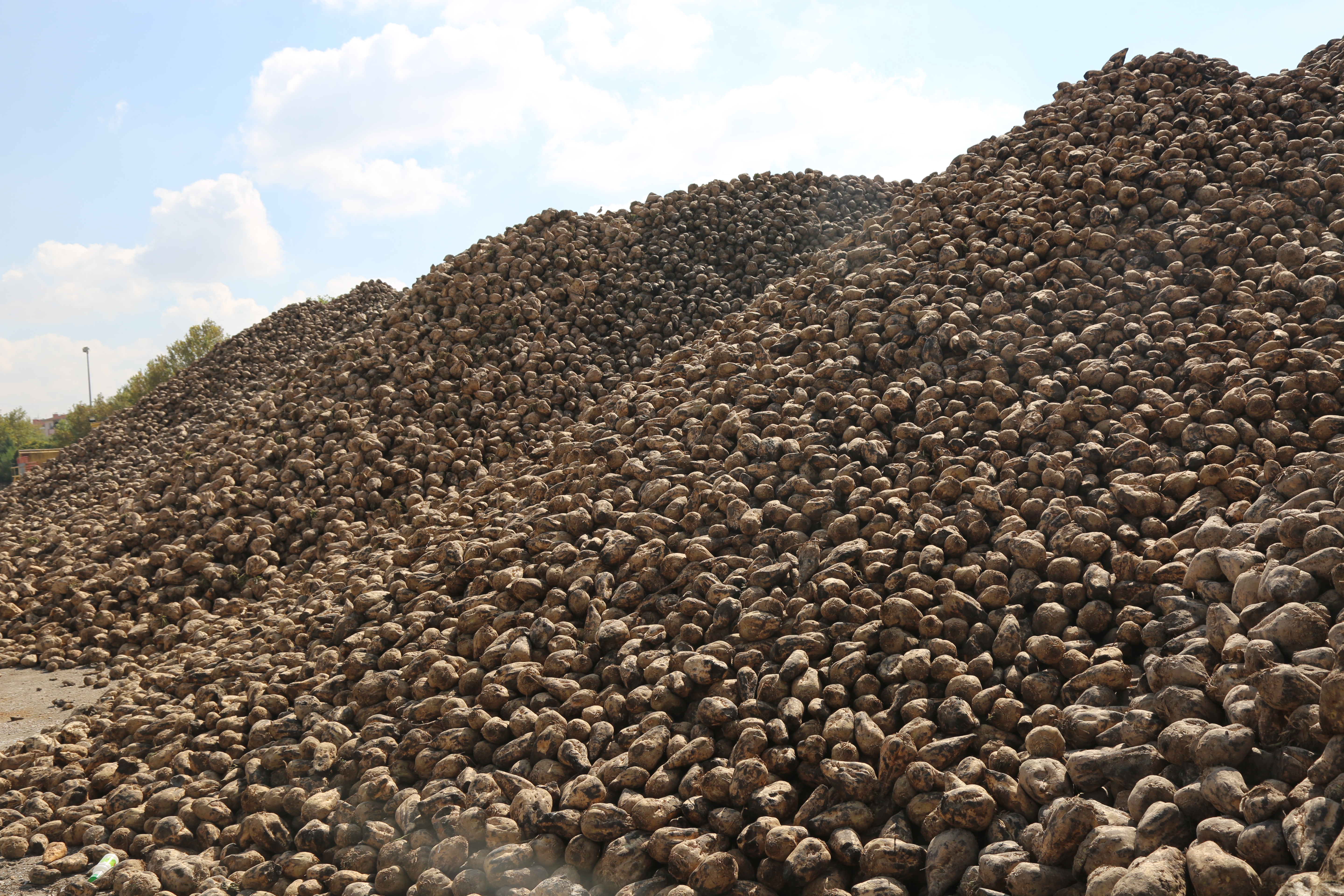 Konya Şeker’de kampanya sezonu sona erdi: 496 bin ton şeker üretildi - Görsel 1