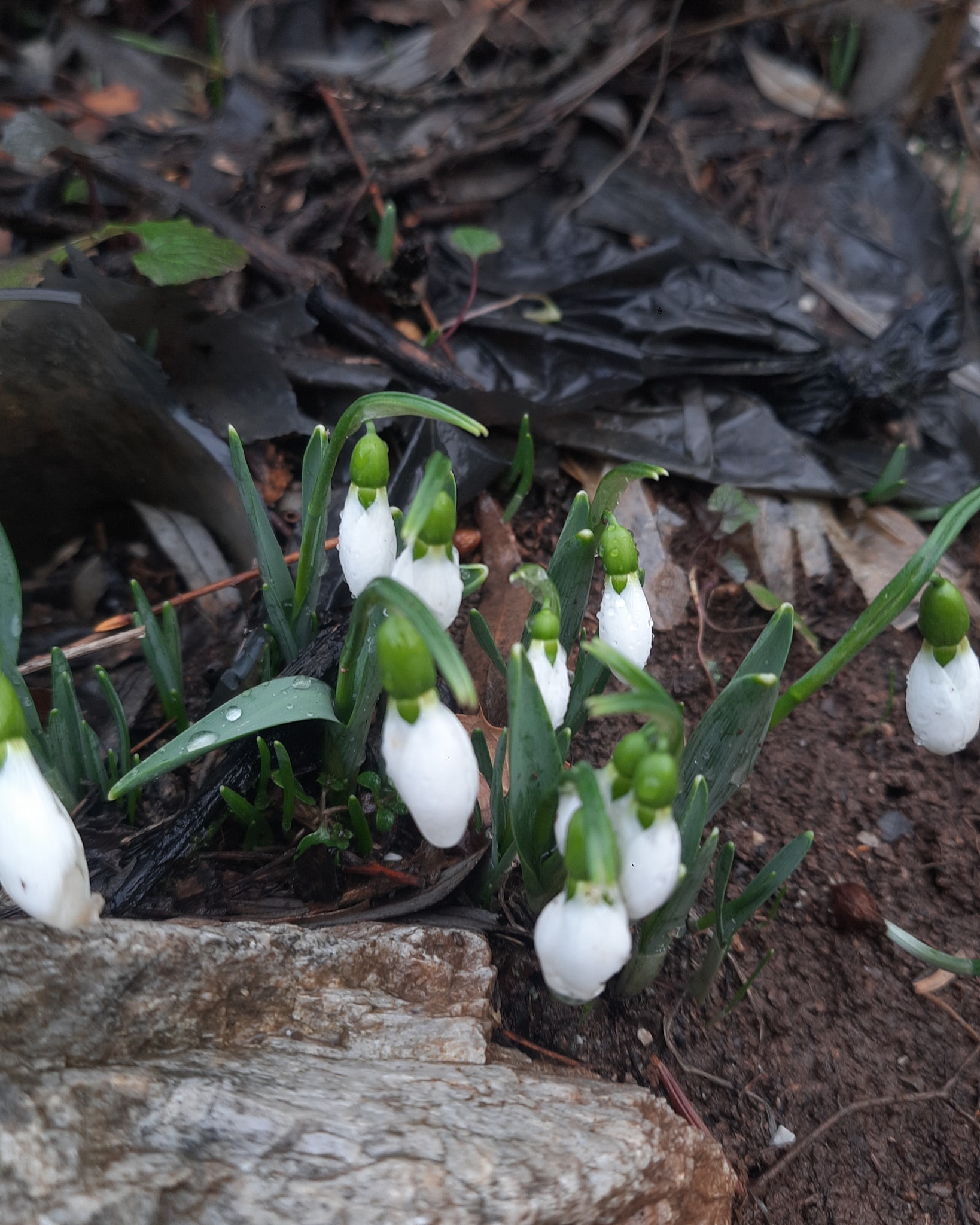 Toroslar'ın Gelinliği Kardelenler, Küpe Dağları'nda Arz-ı Endam Ediyor - Görsel 1