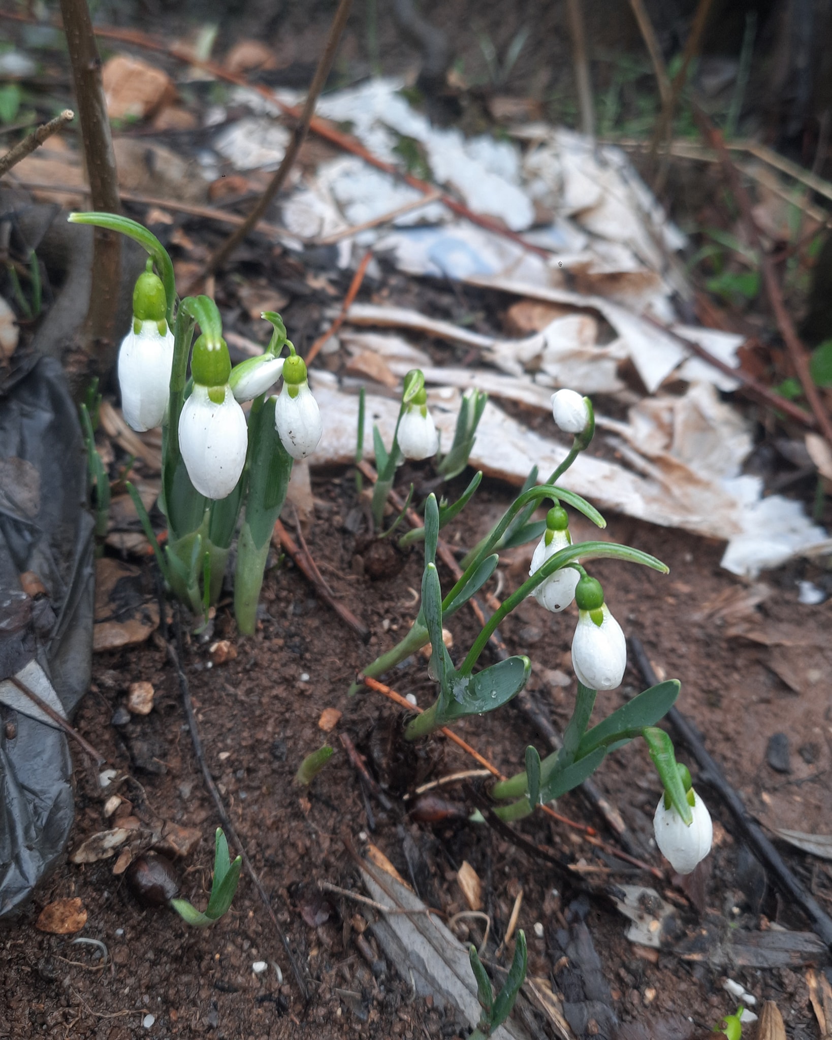 Toroslar'ın Gelinliği Kardelenler, Küpe Dağları'nda Arz-ı Endam Ediyor - Görsel 2