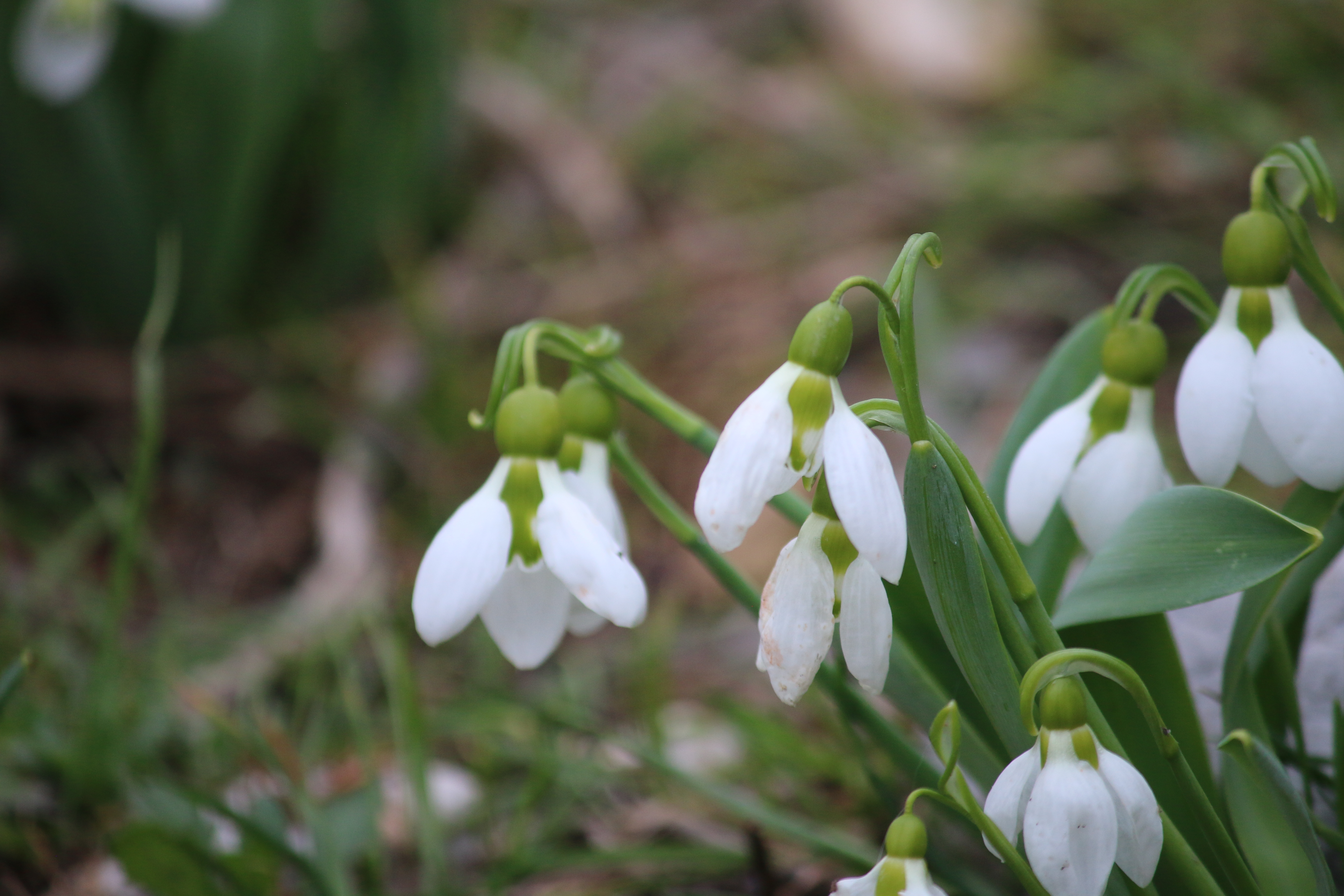 Toroslar'ın Gelinliği Kardelenler, Küpe Dağları'nda Arz-ı Endam Ediyor - Görsel 3