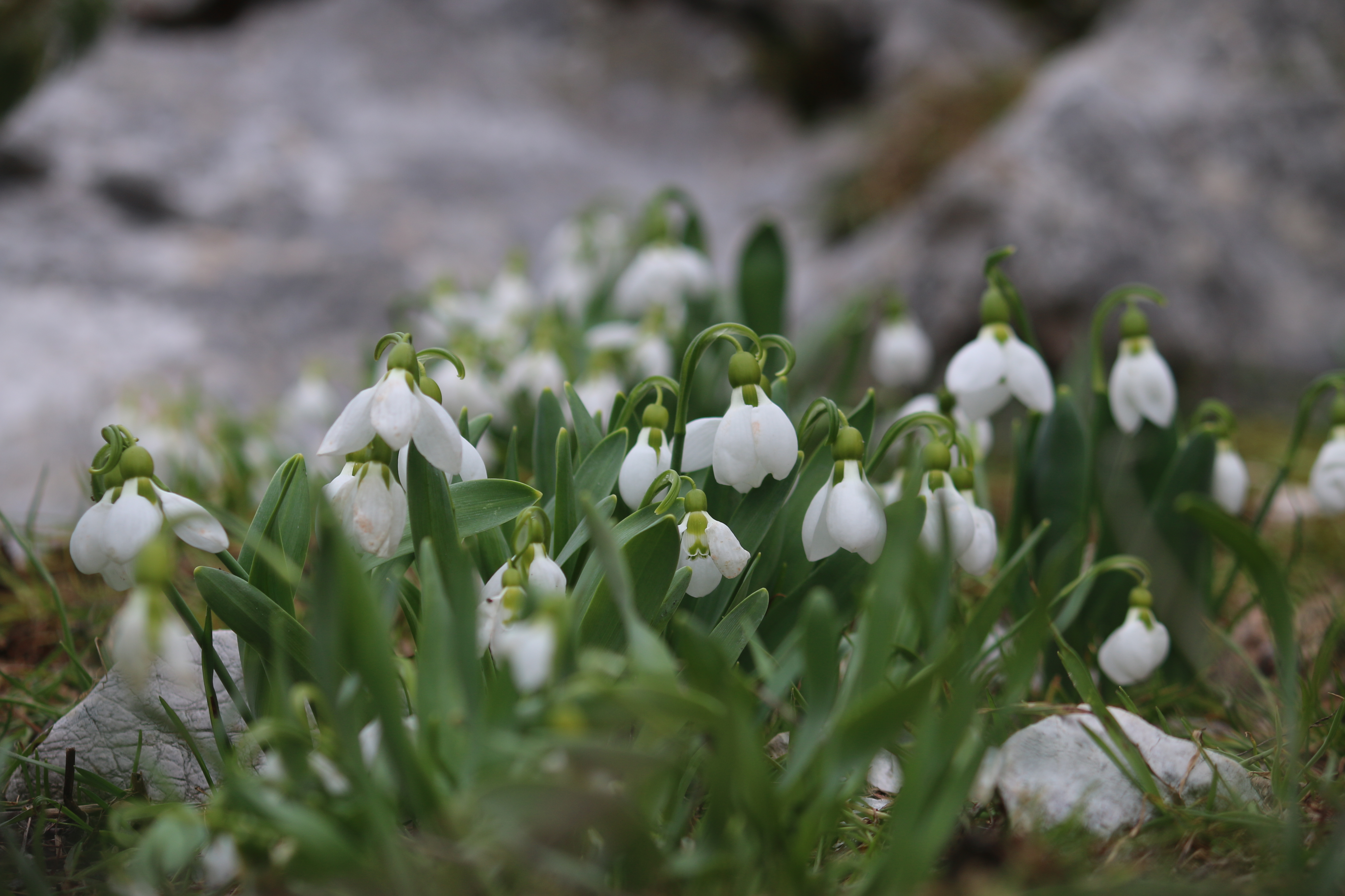 Toroslar'ın Gelinliği Kardelenler, Küpe Dağları'nda Arz-ı Endam Ediyor - Görsel 4