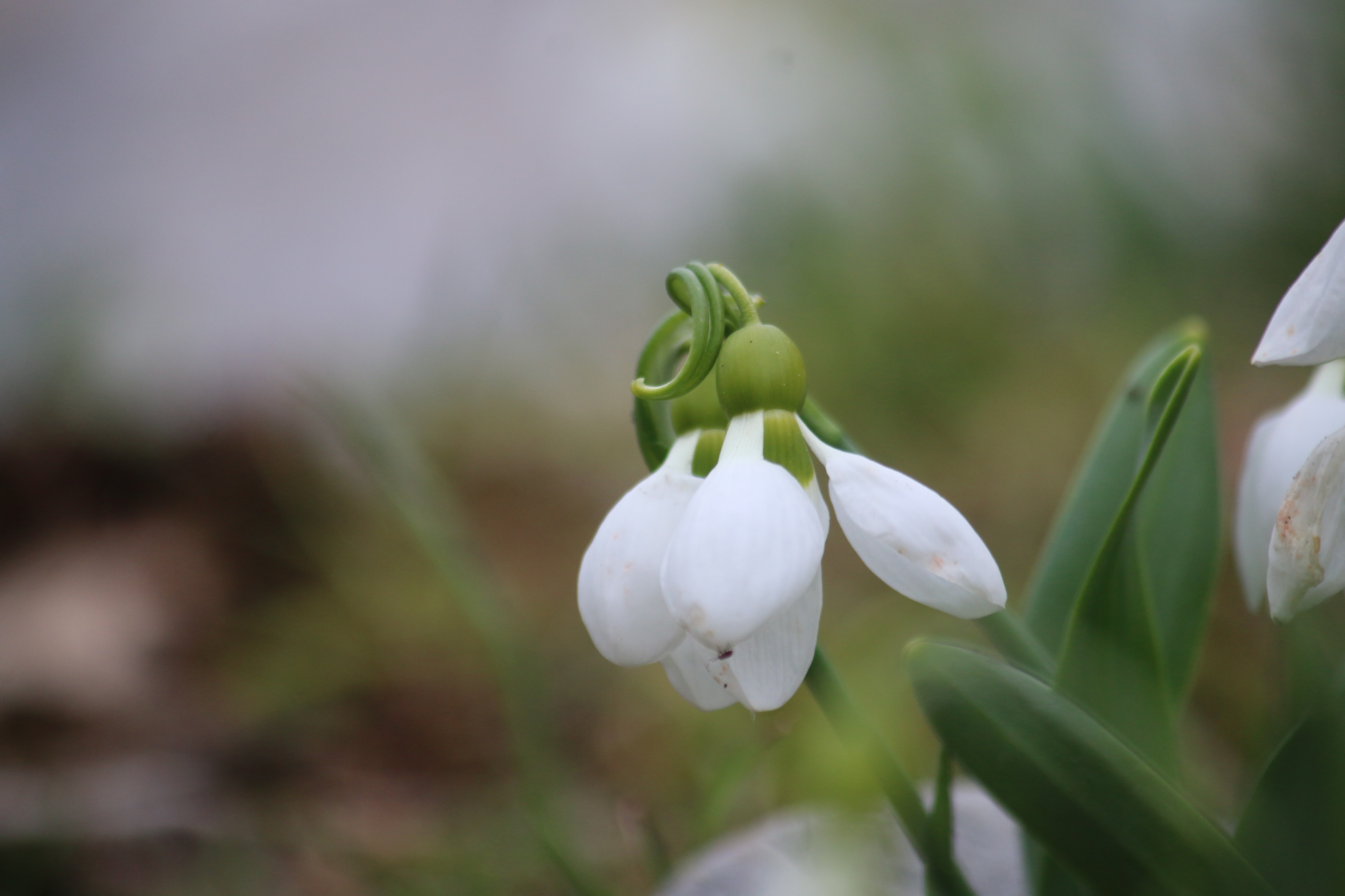 Toroslar'ın Gelinliği Kardelenler, Küpe Dağları'nda Arz-ı Endam Ediyor - Görsel 6