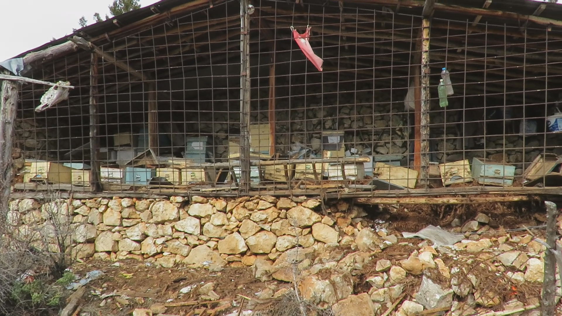 Konya - Ayı, tarihi 'hanay'lara girip balları yedi; arıcılar yardım istedi - Görsel 4