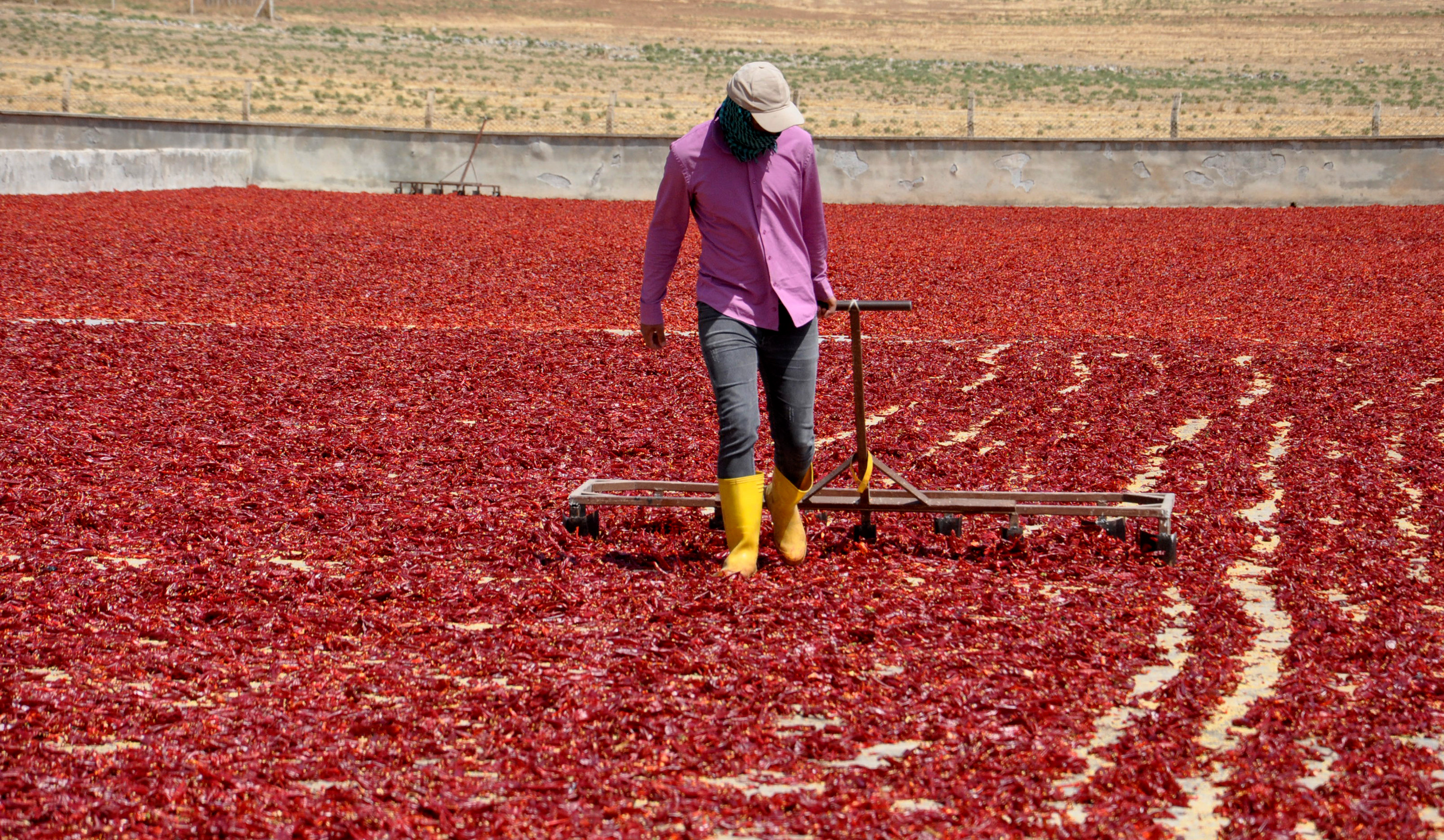 Gaziantep’ten 60 ülkeye, 5 milyon dolarlık pul biber ihracatı - Görsel 2
