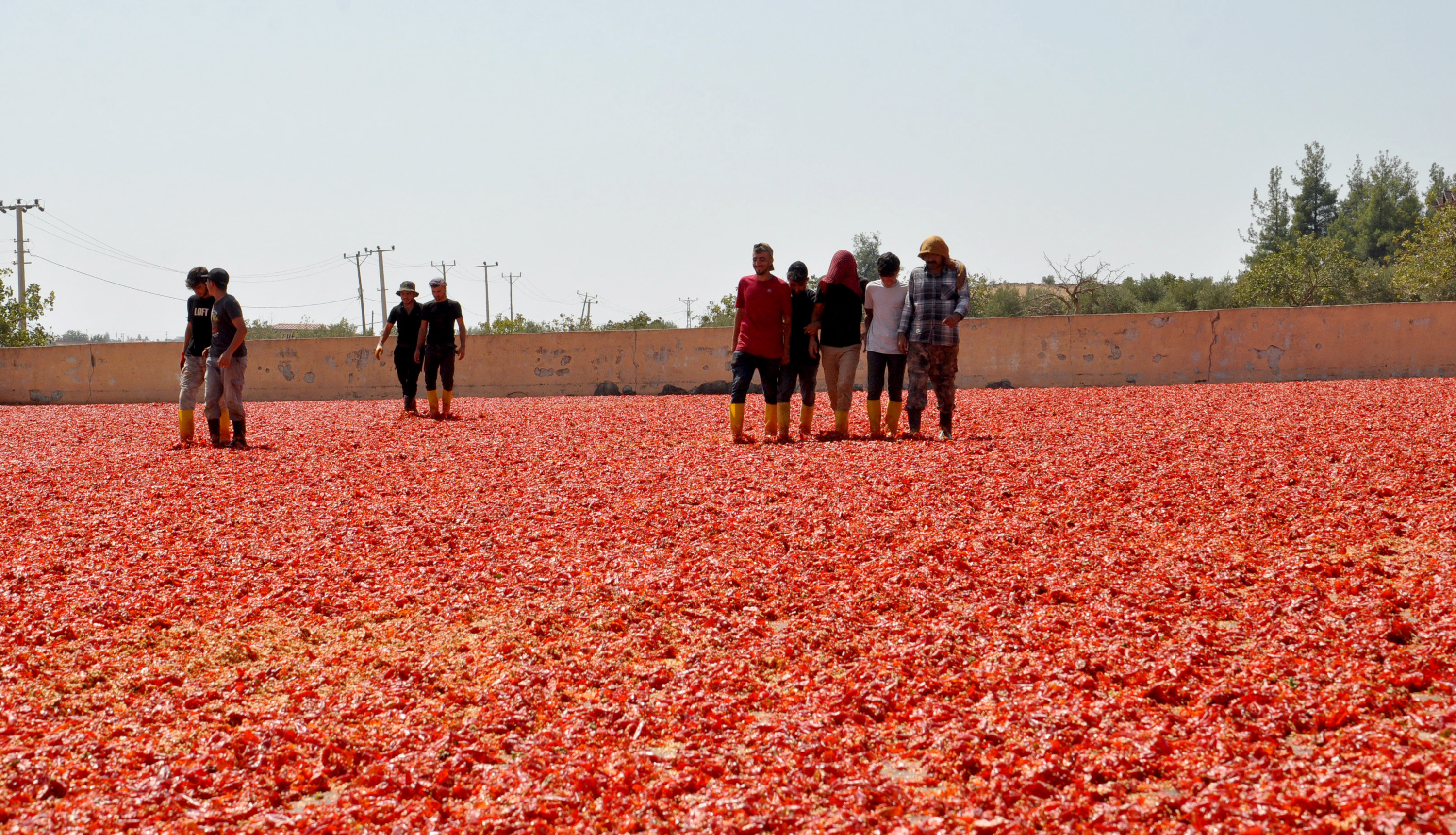 Gaziantep’ten 60 ülkeye, 5 milyon dolarlık pul biber ihracatı - Görsel 6