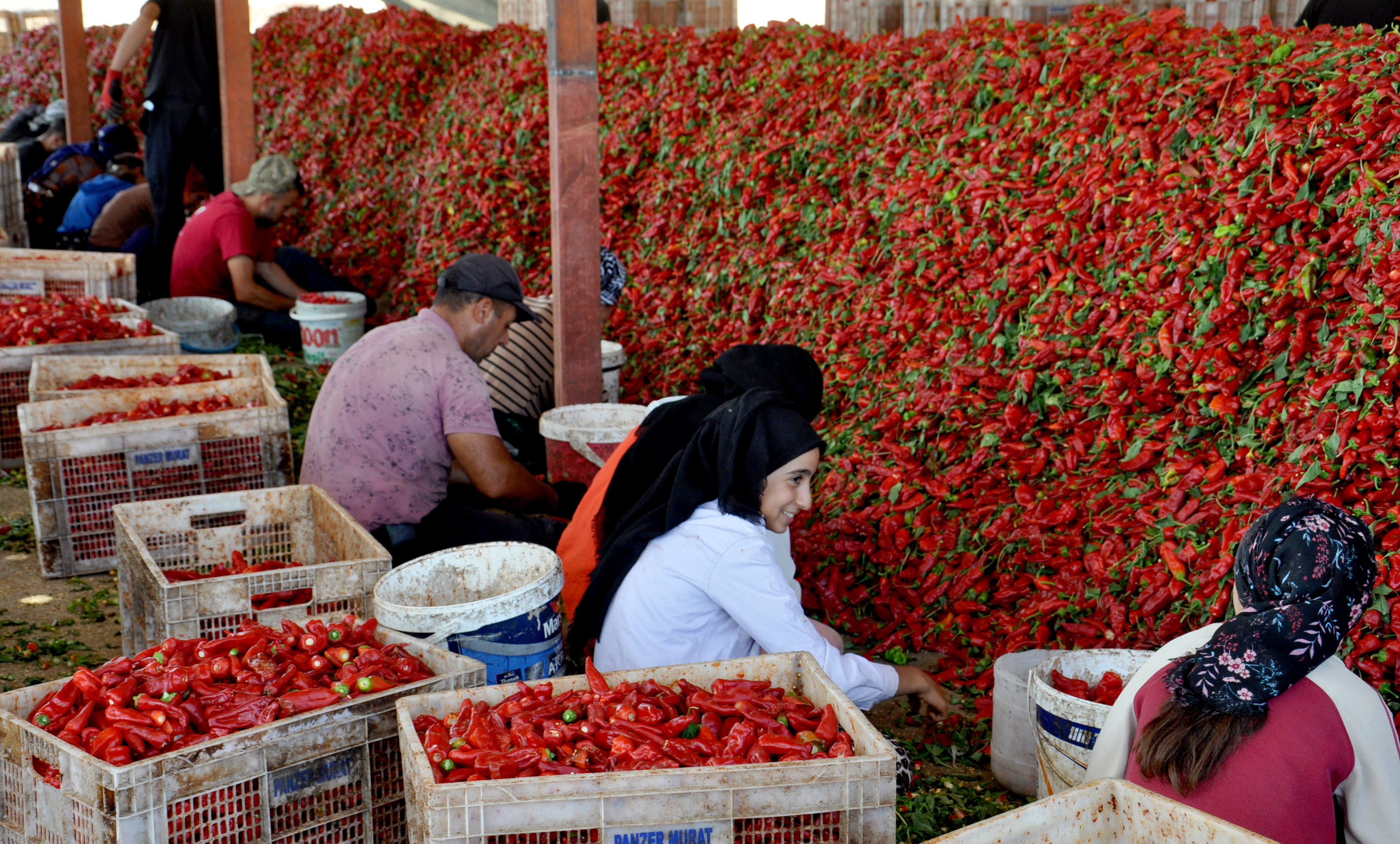 Gaziantep’ten 60 ülkeye, 5 milyon dolarlık pul biber ihracatı - Görsel 8