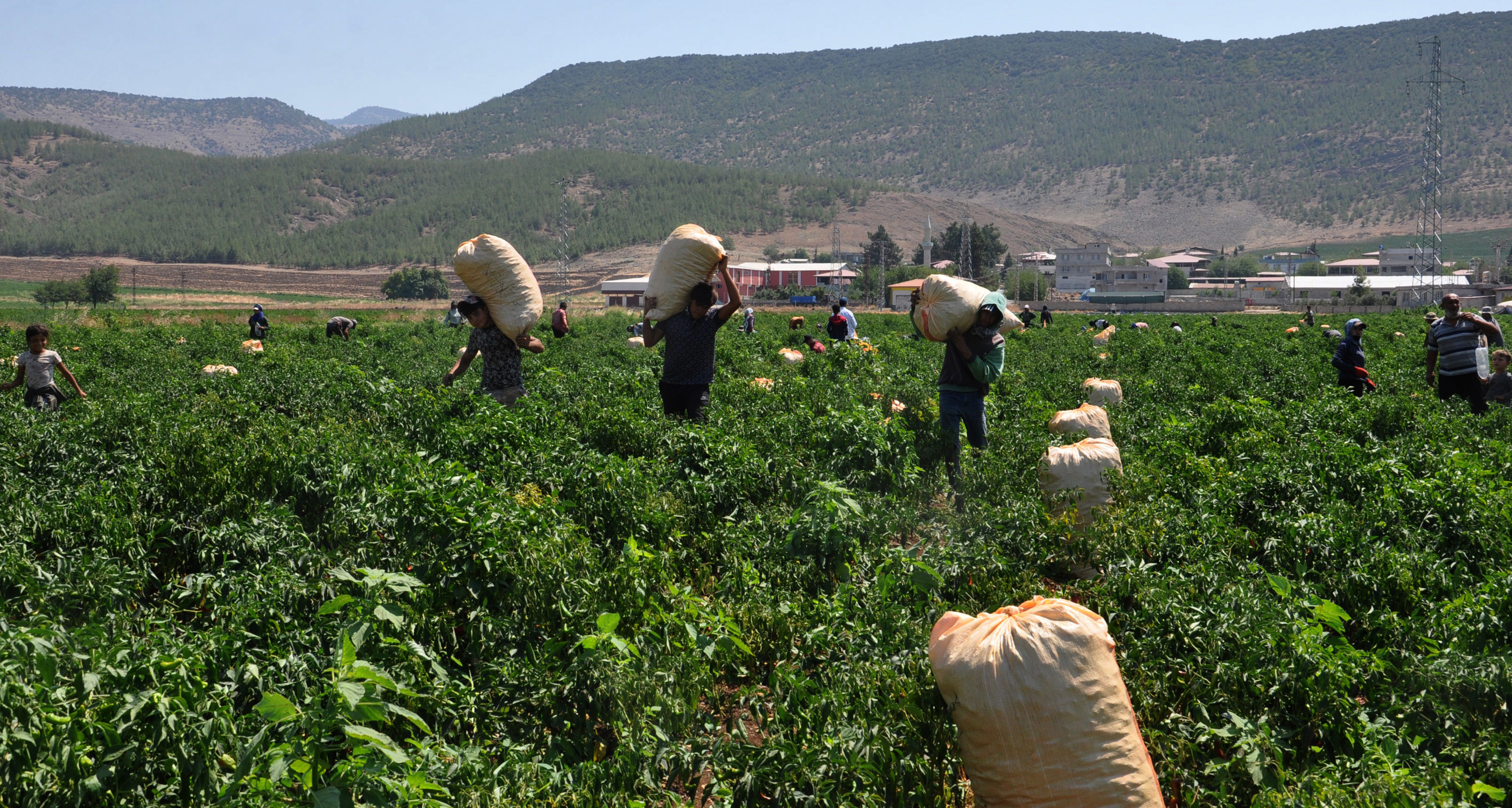 Gaziantep’ten 60 ülkeye, 5 milyon dolarlık pul biber ihracatı - Görsel 9