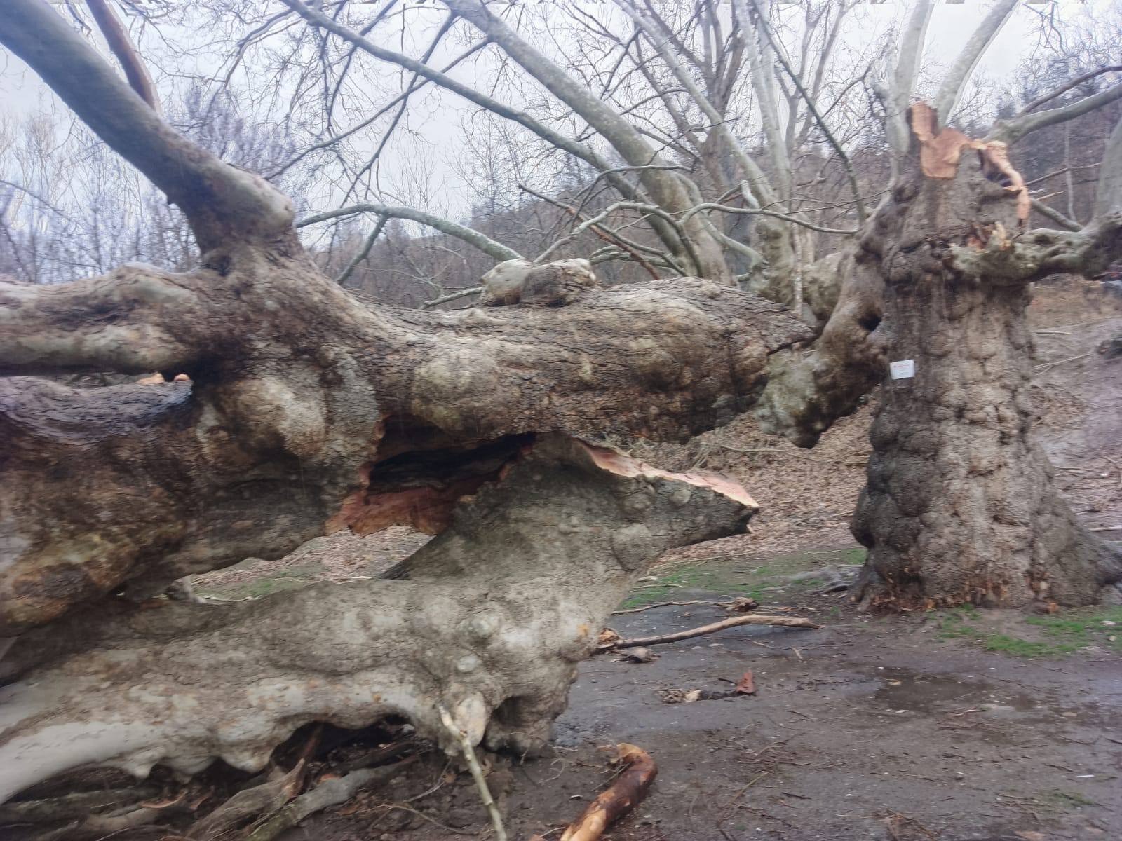 Konya’nın 500 Yıllık Çınarı Fırtınaya Dayanamadı - Görsel 1