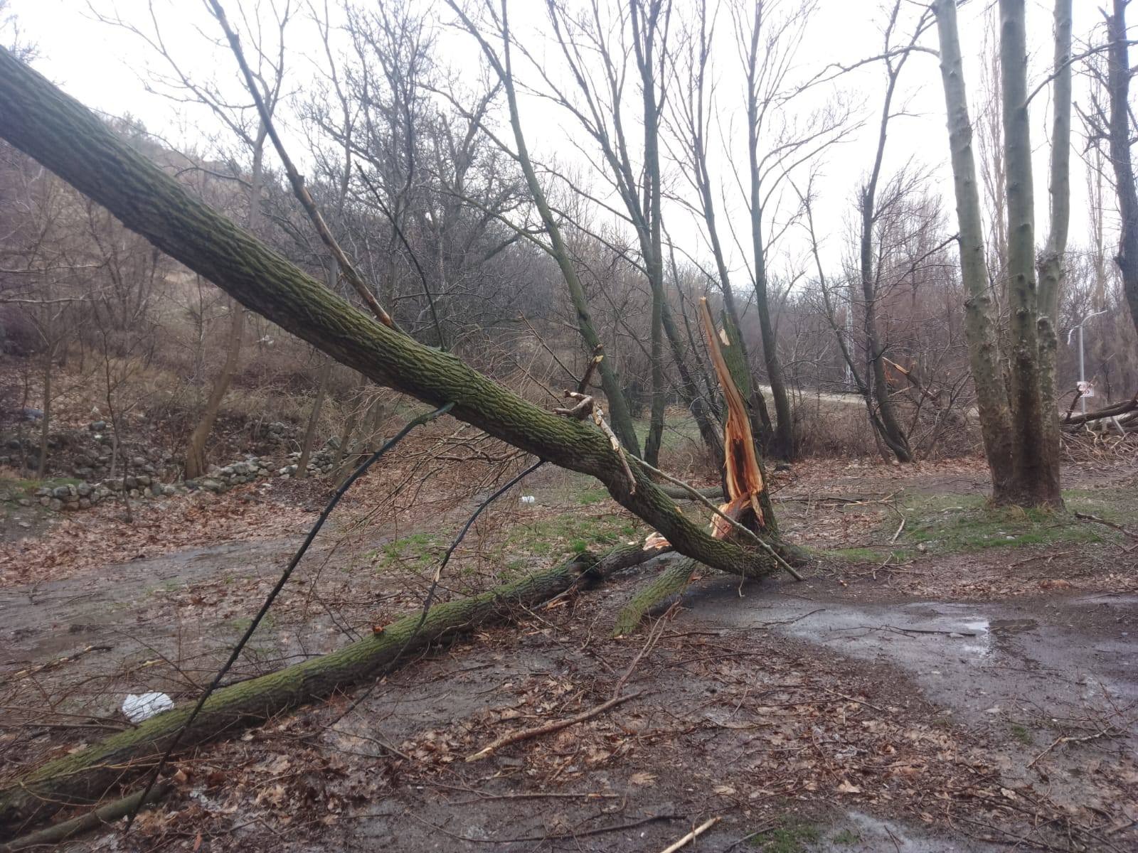 Konya’nın 500 Yıllık Çınarı Fırtınaya Dayanamadı - Görsel 2