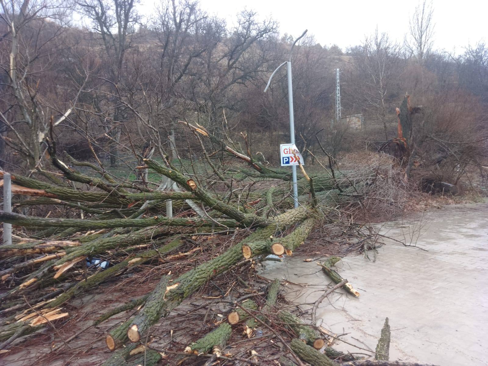 Konya’nın 500 Yıllık Çınarı Fırtınaya Dayanamadı - Görsel 4