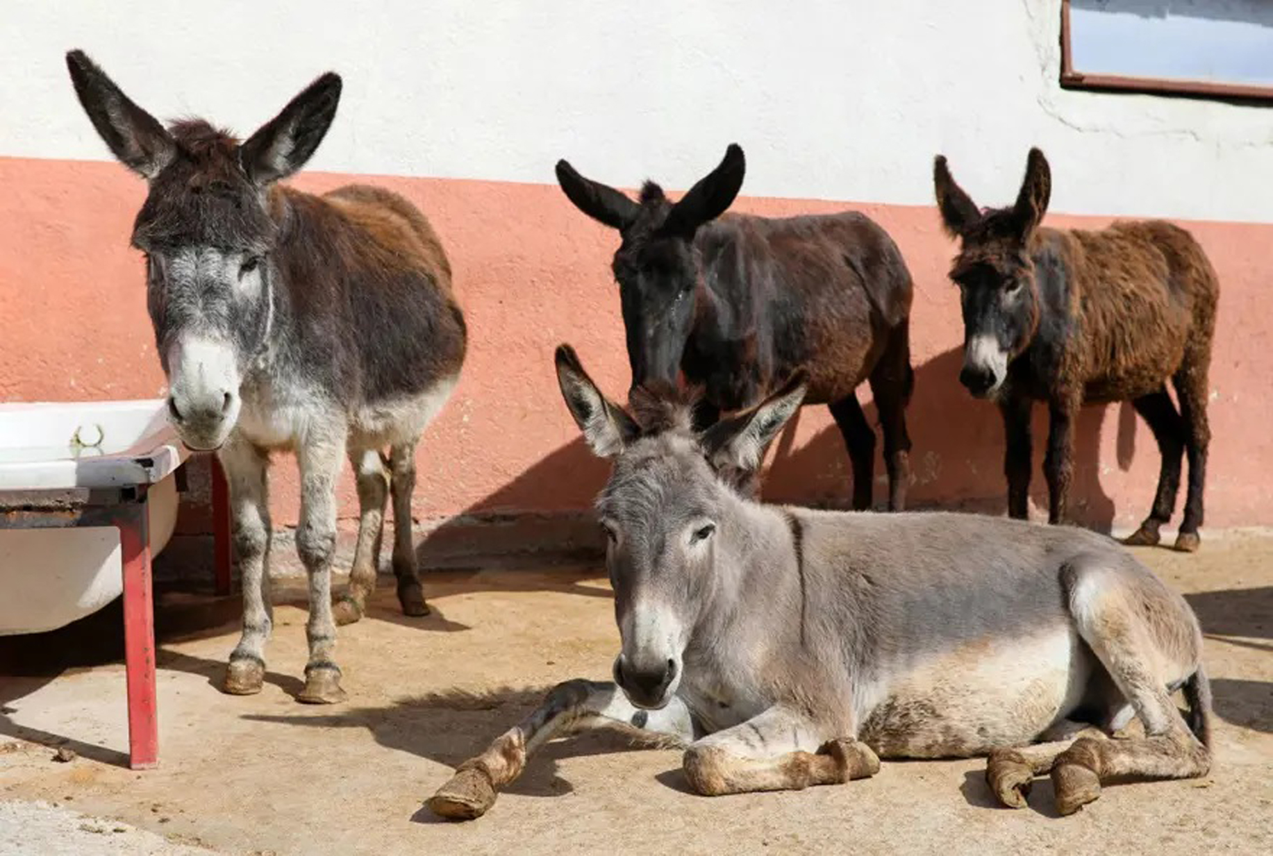 At, eşek, katır azaldı - Görsel 1