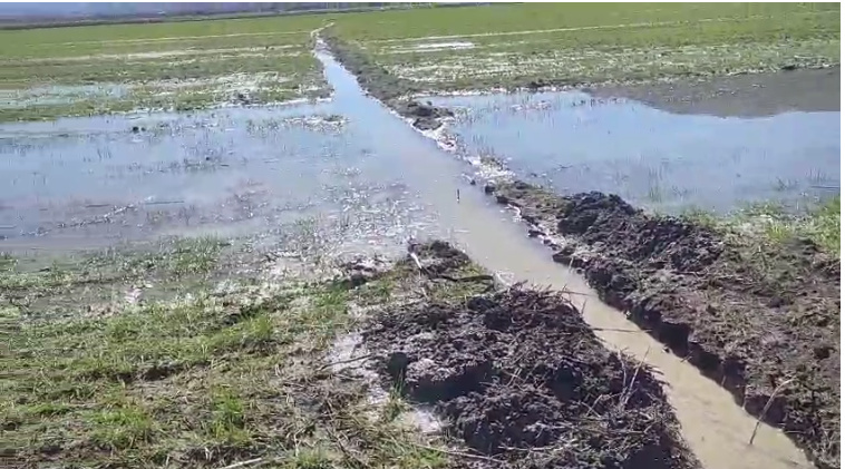 Su Geldi, Fare Gitti: Suğla Havzası'nda Bereket Sevinci - Görsel 1