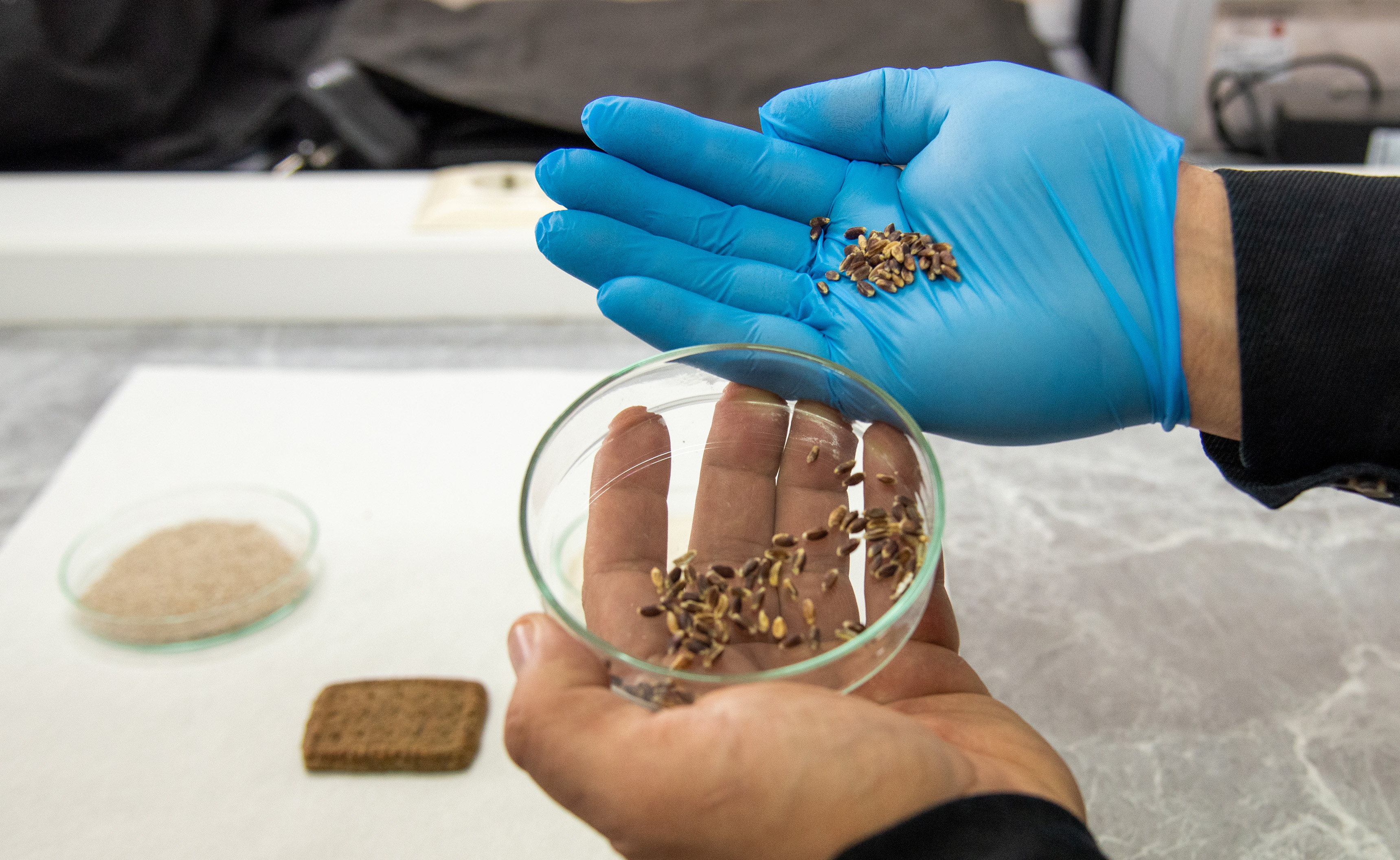 Selçuk Üniversitesi'nde Alzheimer, diyabet ve kansere karşı renkli buğdaylardan bisküvi üretildi - Görsel 3