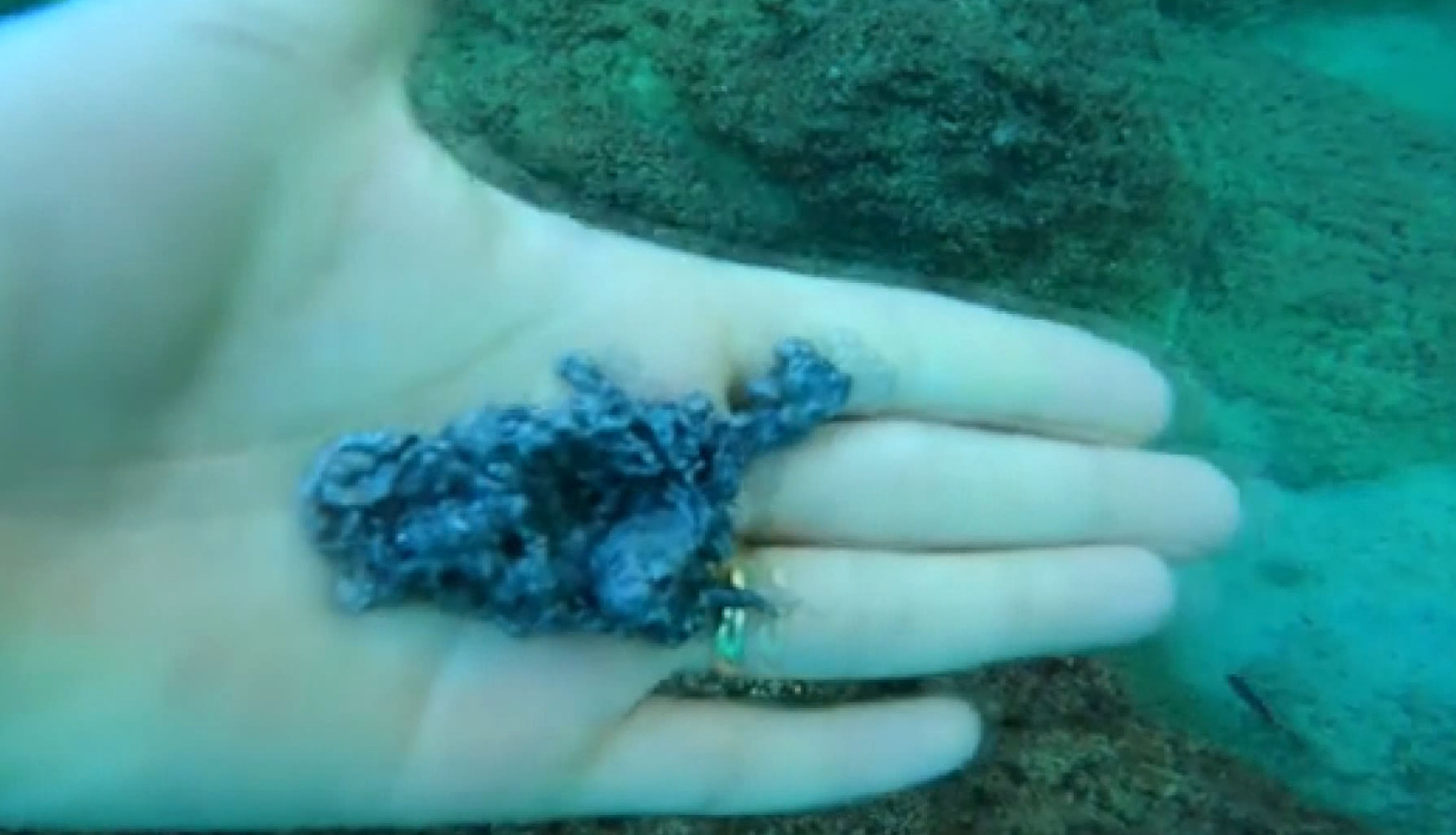 Antalya - Denizden 'büyü malzemesi' çıkarıyor - Görsel 2