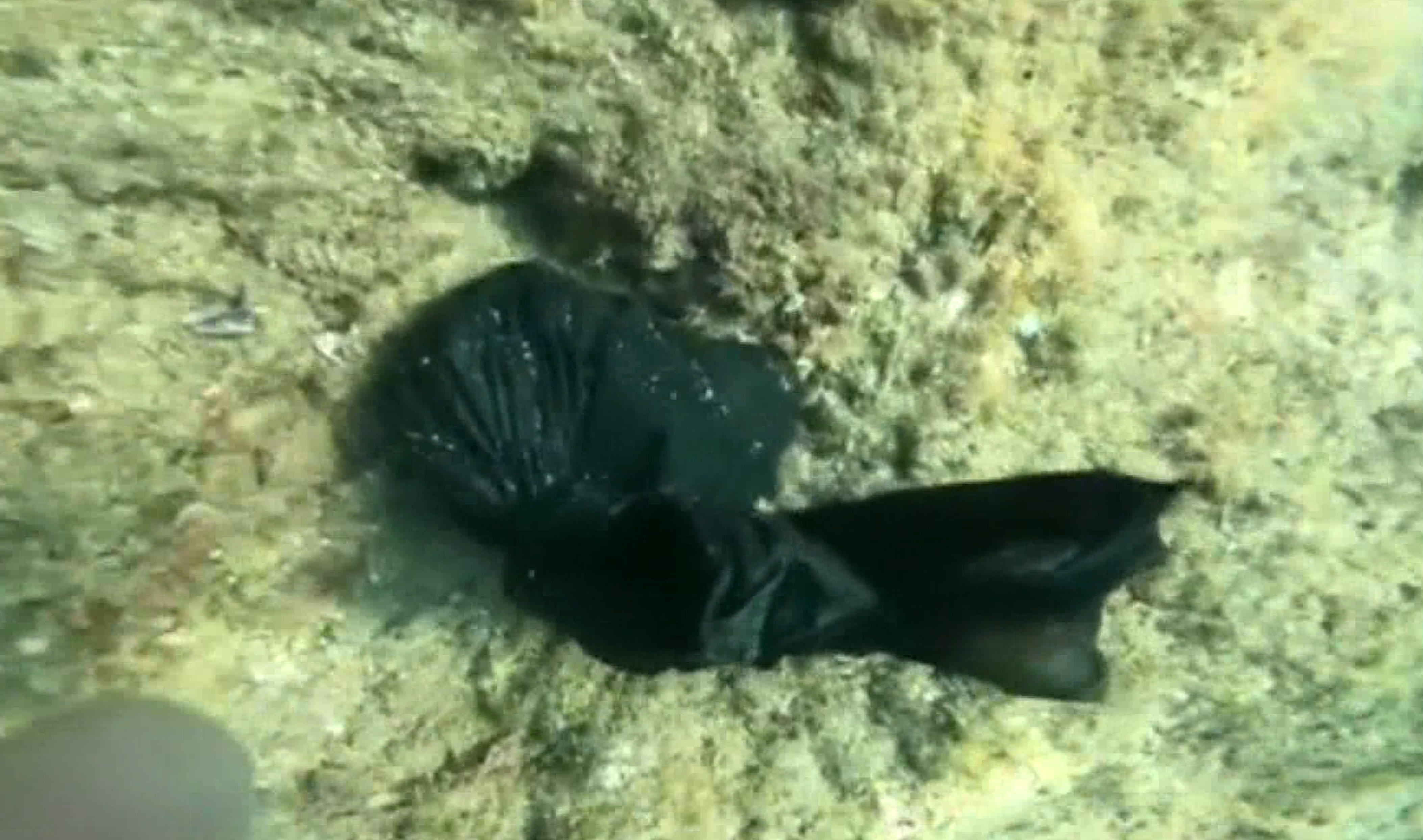 Antalya - Denizden 'büyü malzemesi' çıkarıyor - Görsel 3