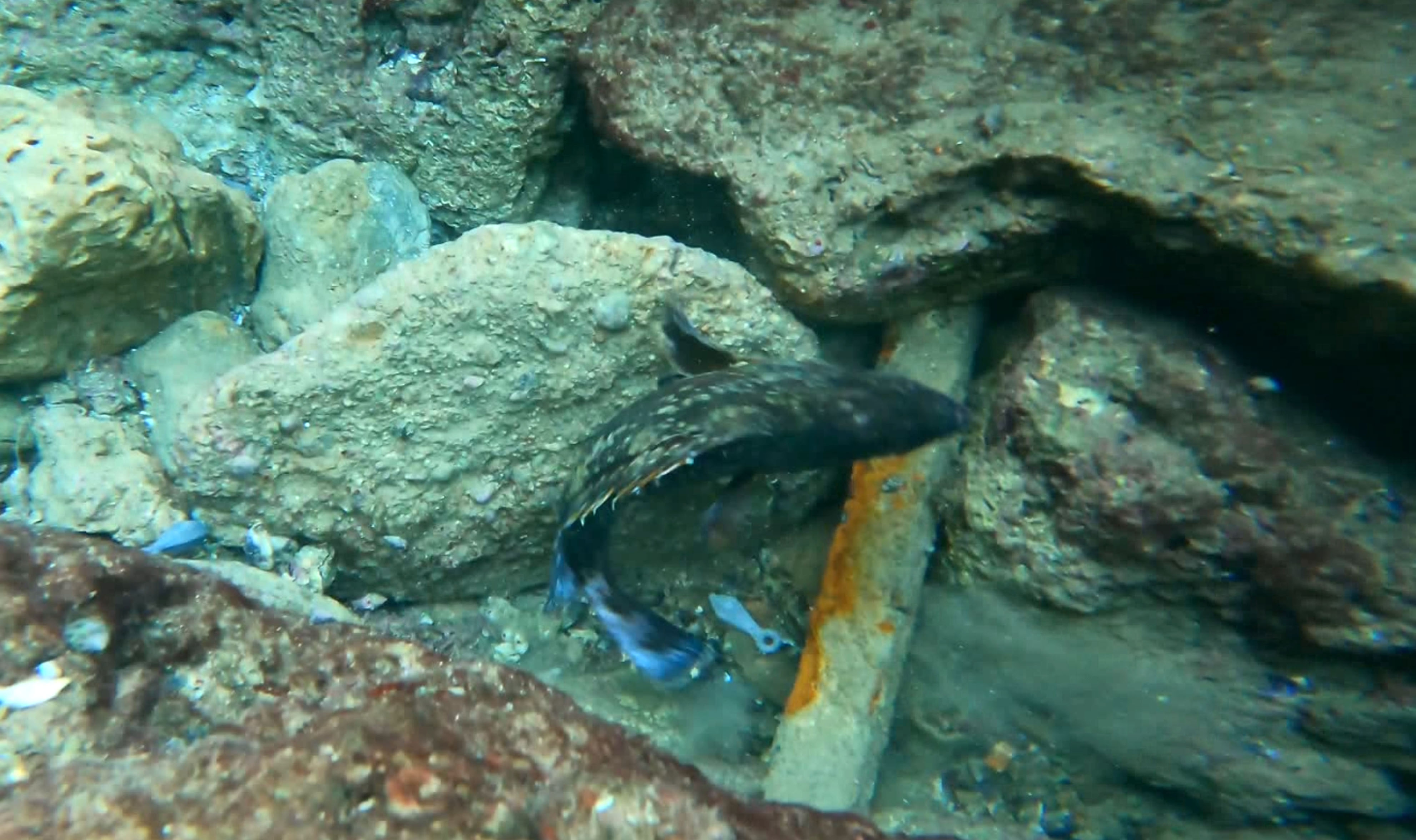 Antalya - Denizden 'büyü malzemesi' çıkarıyor - Görsel 6