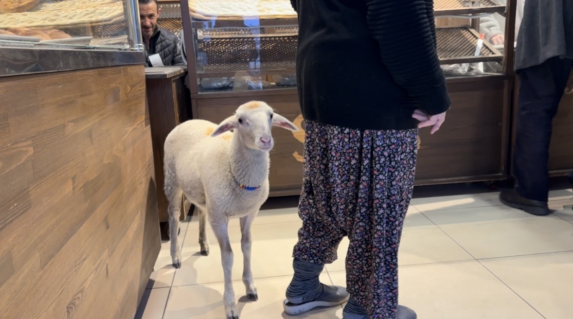 Kuzu 'Çorap', yanından ayrılmadığı sahibi ile pide sırasına giriyor - Görsel 1