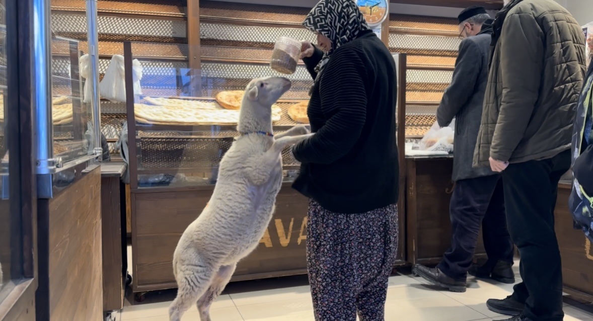 Kuzu 'Çorap', yanından ayrılmadığı sahibi ile pide sırasına giriyor - Görsel 2