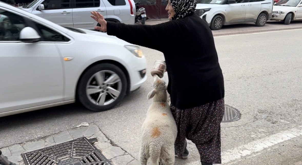 Kuzu 'Çorap', yanından ayrılmadığı sahibi ile pide sırasına giriyor - Görsel 3