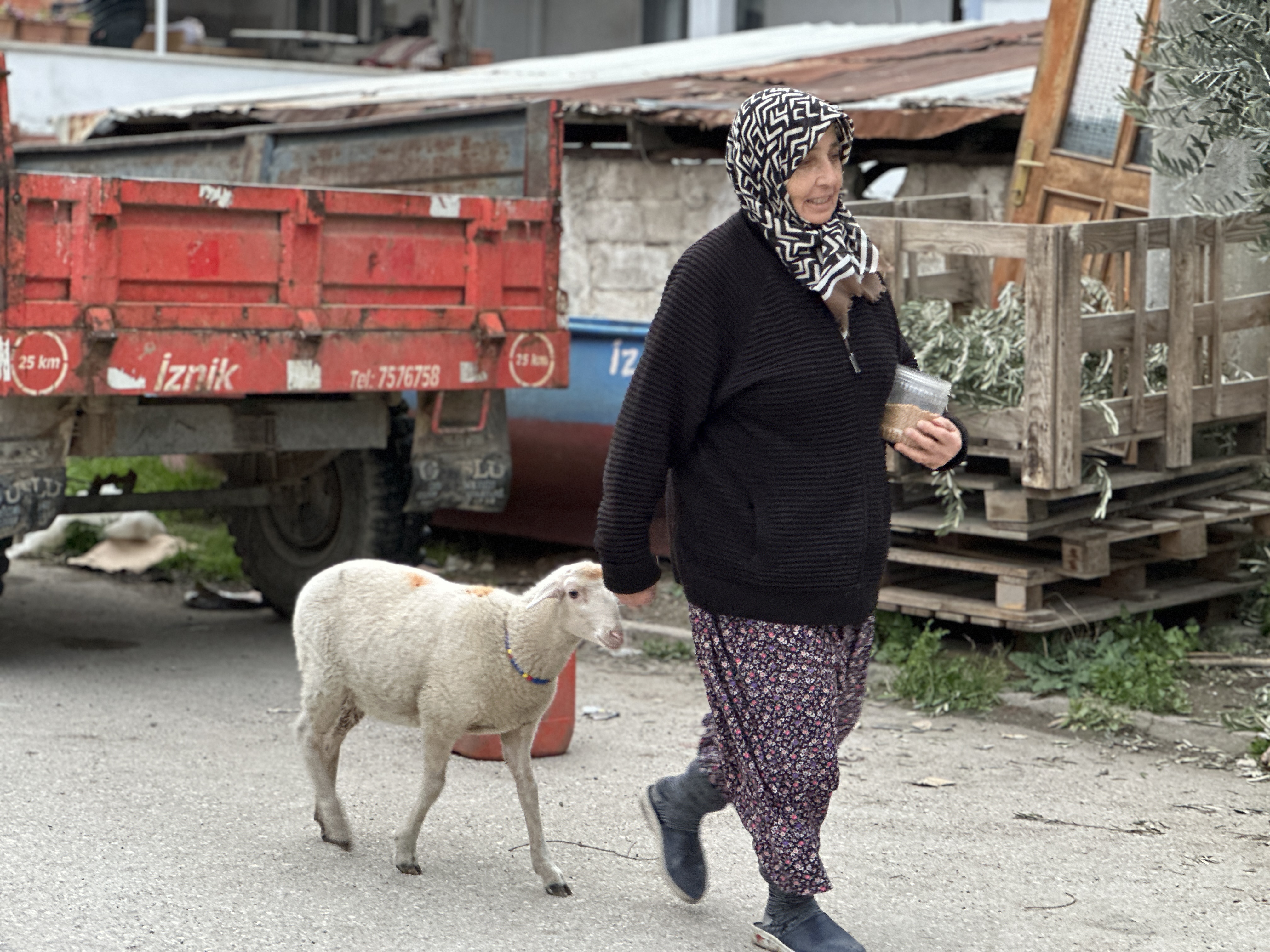 Kuzu 'Çorap', yanından ayrılmadığı sahibi ile pide sırasına giriyor - Görsel 4