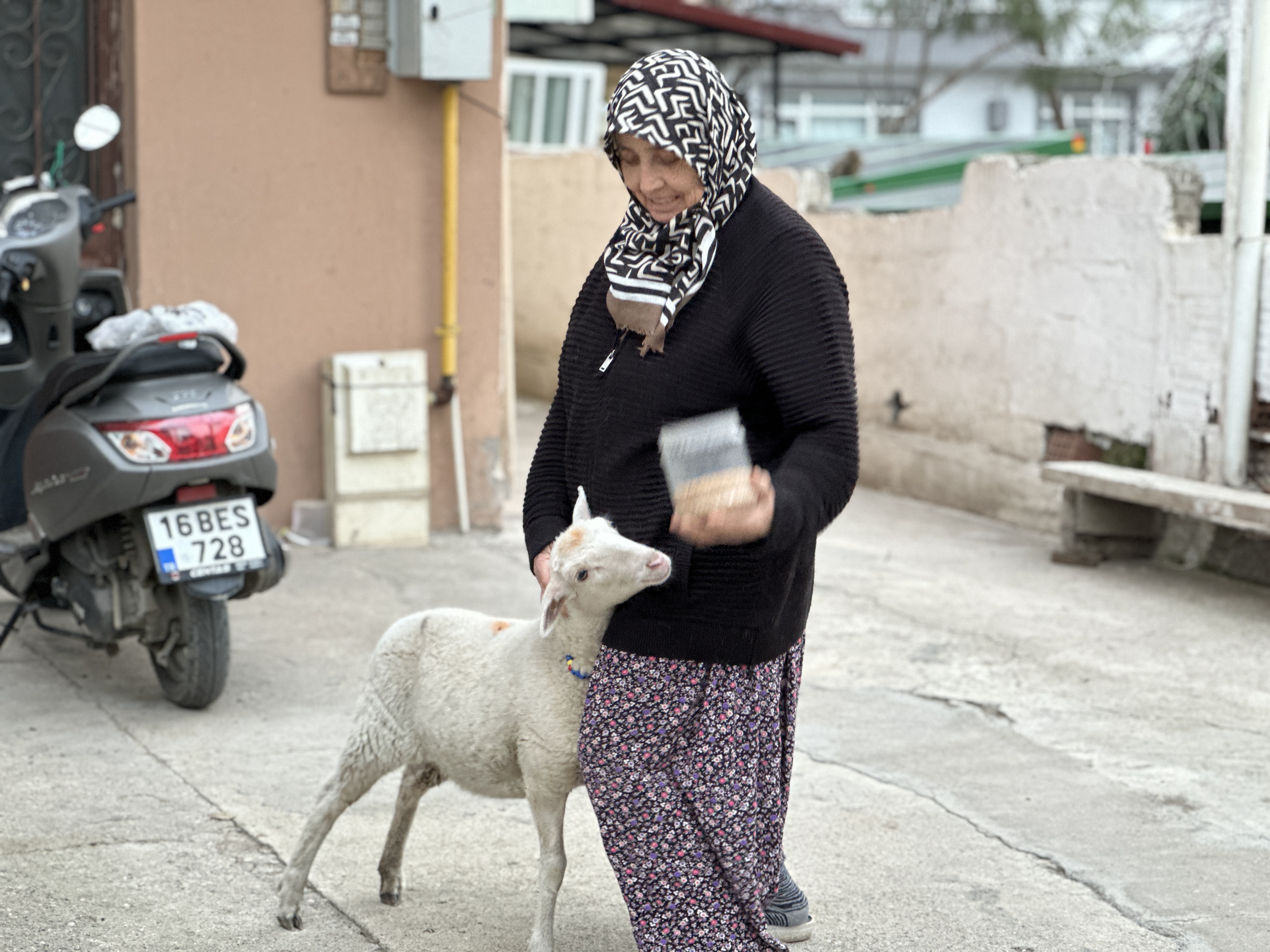 Kuzu 'Çorap', yanından ayrılmadığı sahibi ile pide sırasına giriyor - Görsel 10