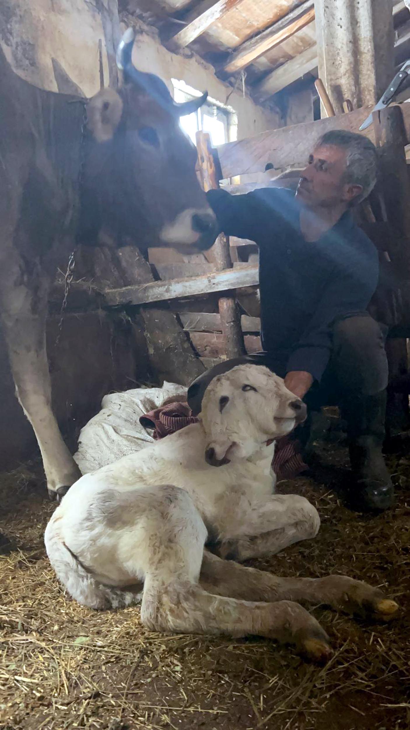 Erzurum'da çift başlı buzağı dünyaya geldi - Görsel 1
