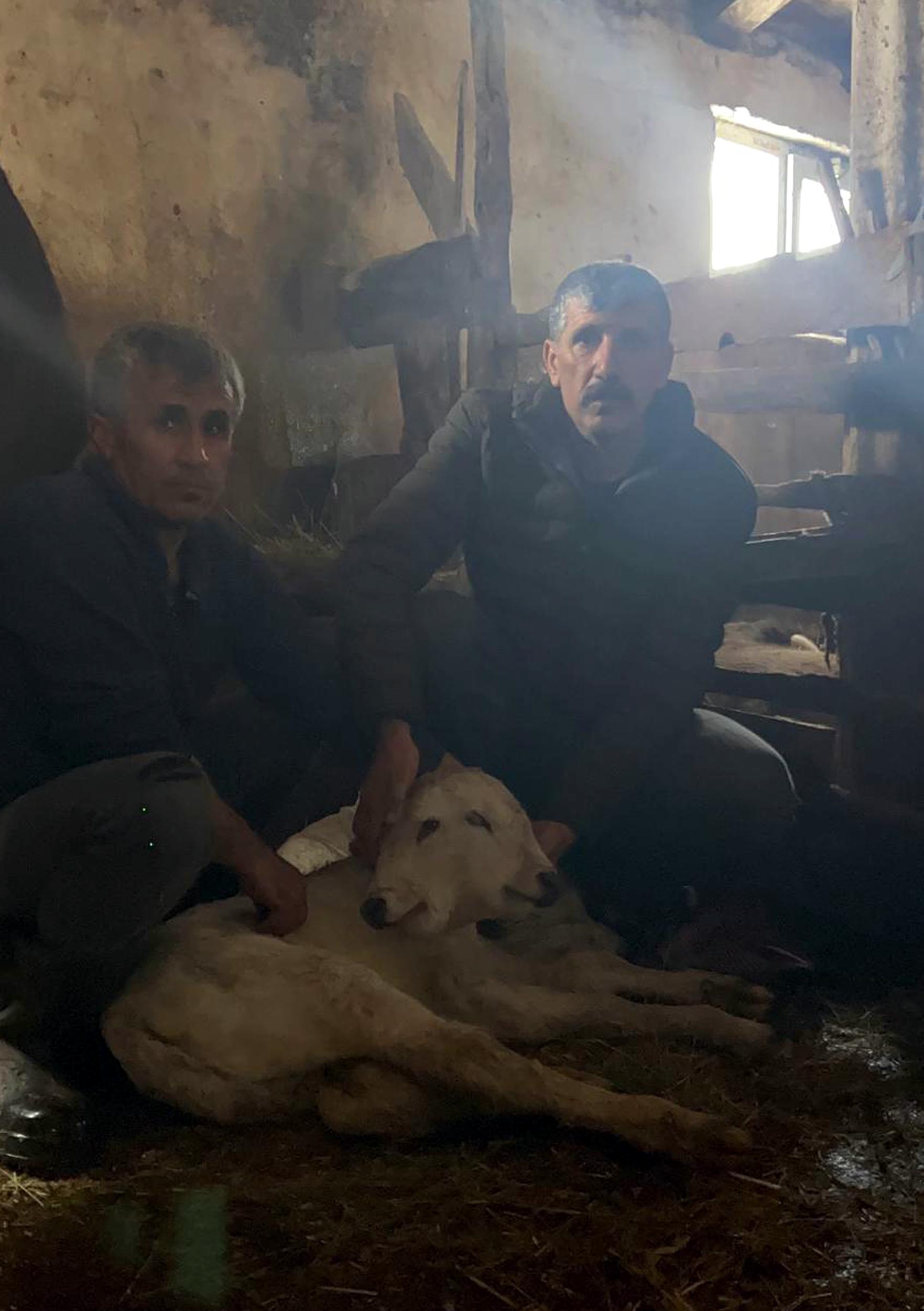 Erzurum'da çift başlı buzağı dünyaya geldi - Görsel 3
