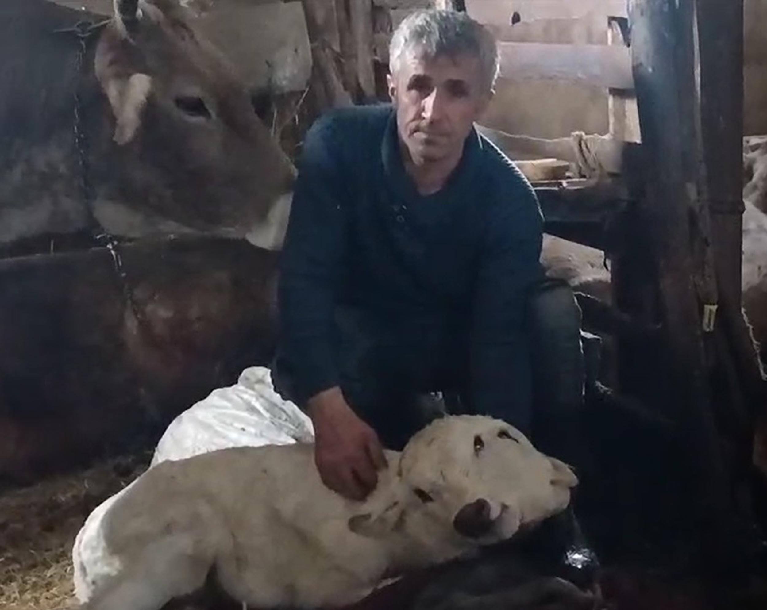 Erzurum'da çift başlı buzağı dünyaya geldi - Görsel 4