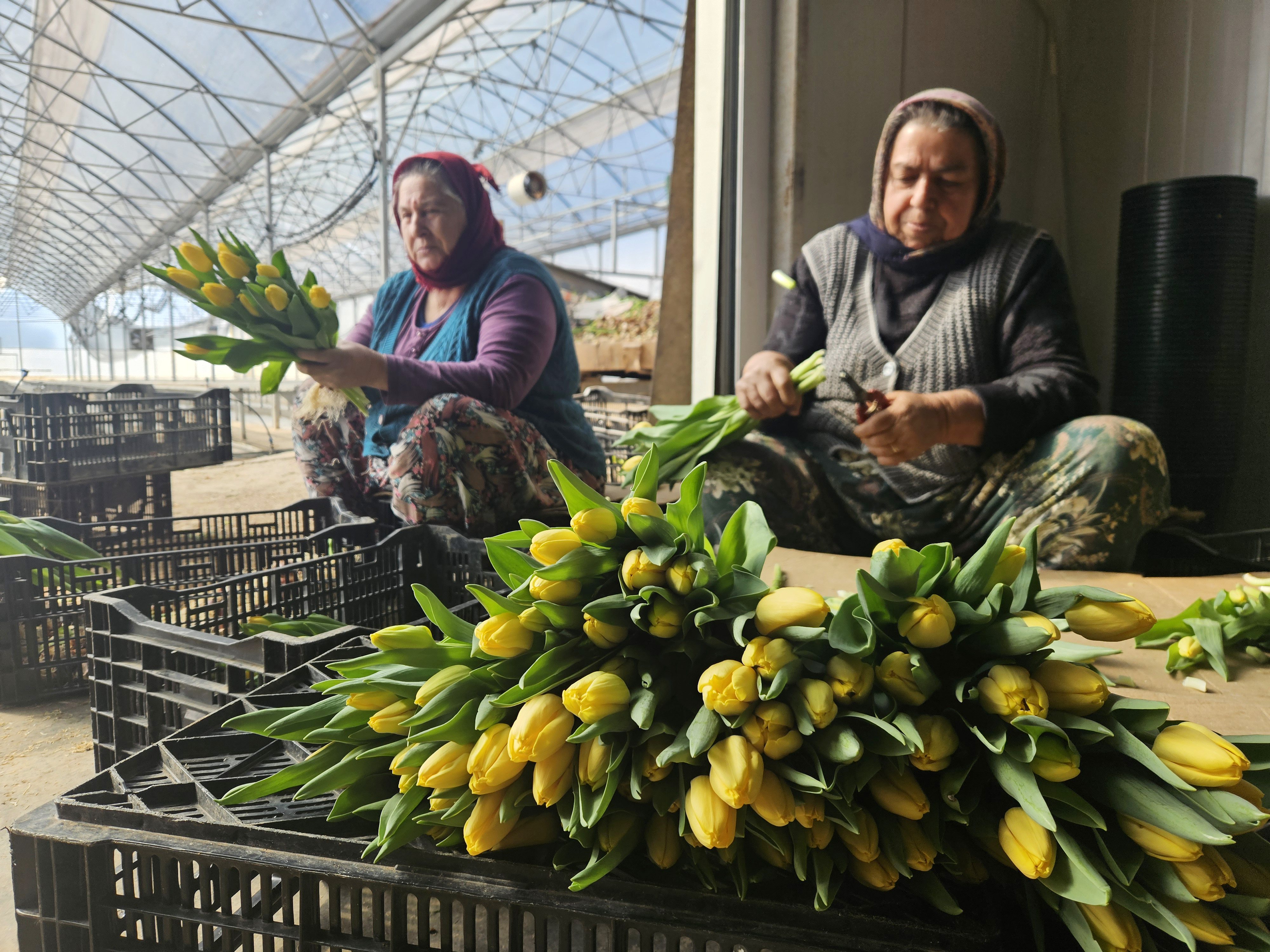 Kadınlar Günü'ne özel suda lale üretimi(ÖZEL HABER) - Görsel 1