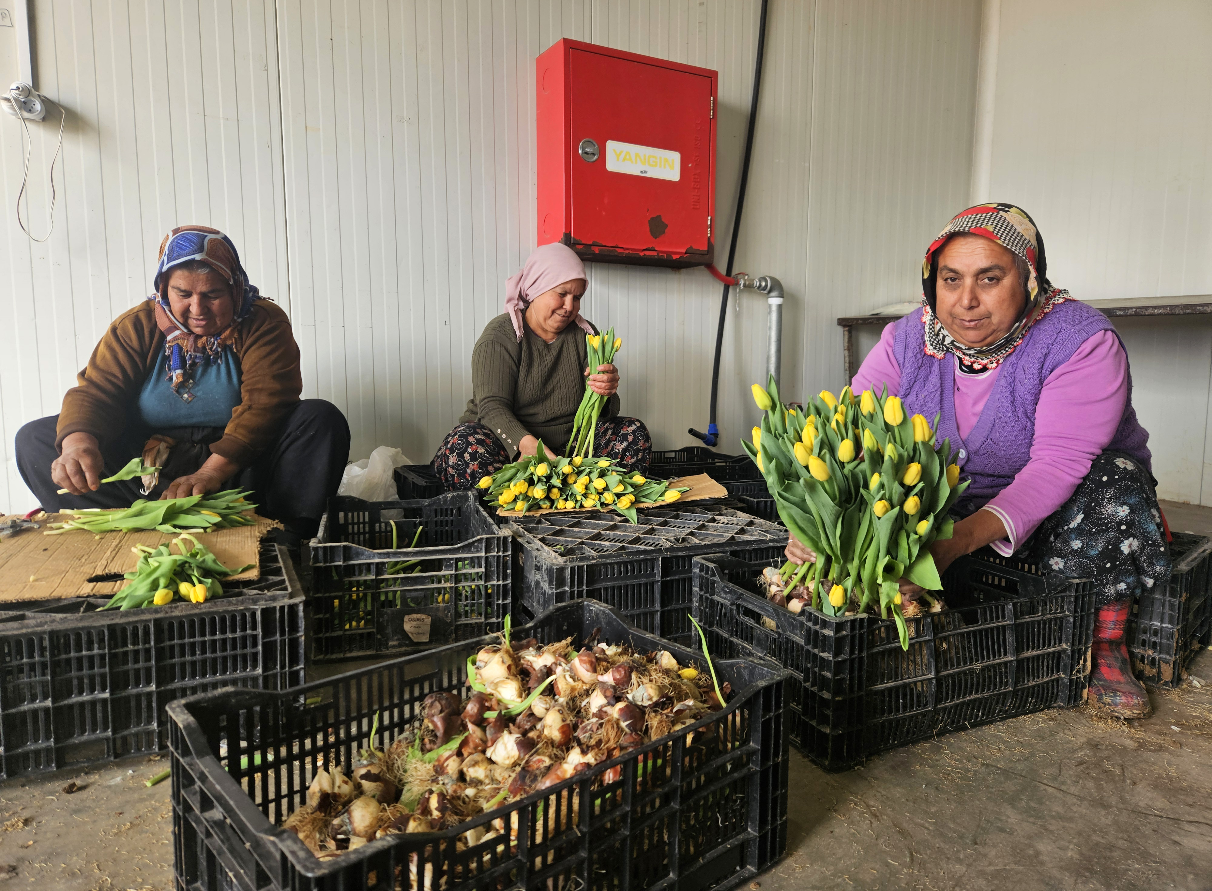 Kadınlar Günü'ne özel suda lale üretimi(ÖZEL HABER) - Görsel 2
