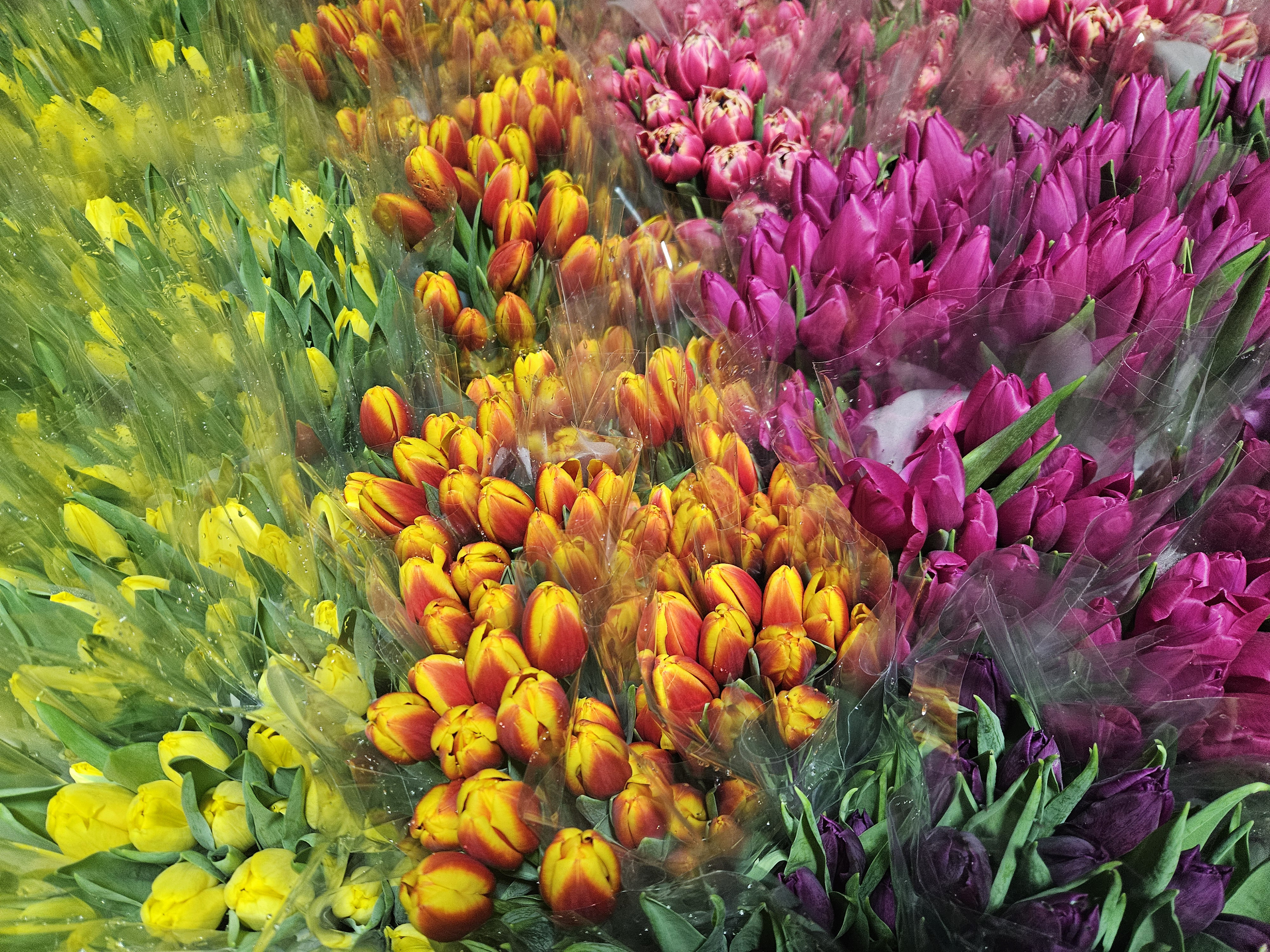 Kadınlar Günü'ne özel suda lale üretimi(ÖZEL HABER) - Görsel 4