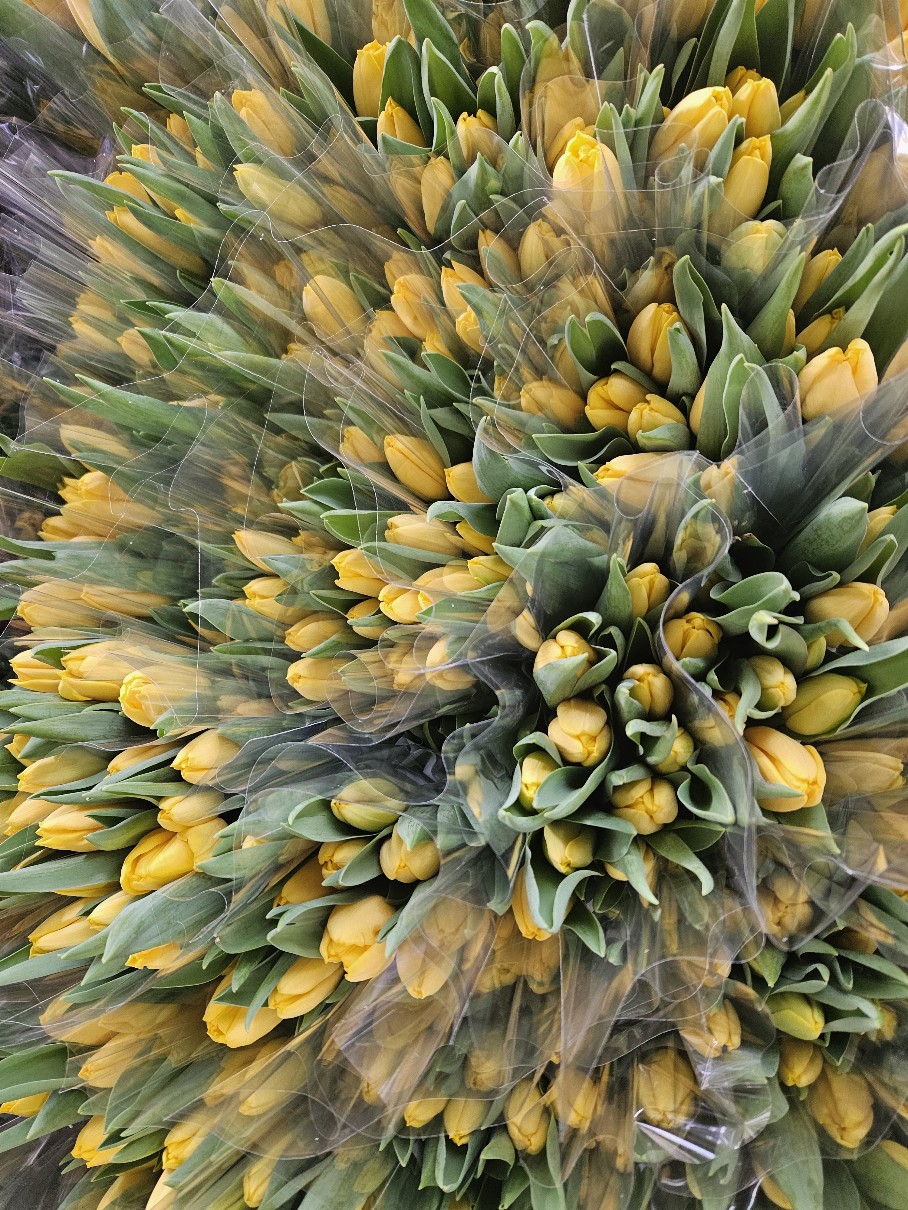 Kadınlar Günü'ne özel suda lale üretimi(ÖZEL HABER) - Görsel 6