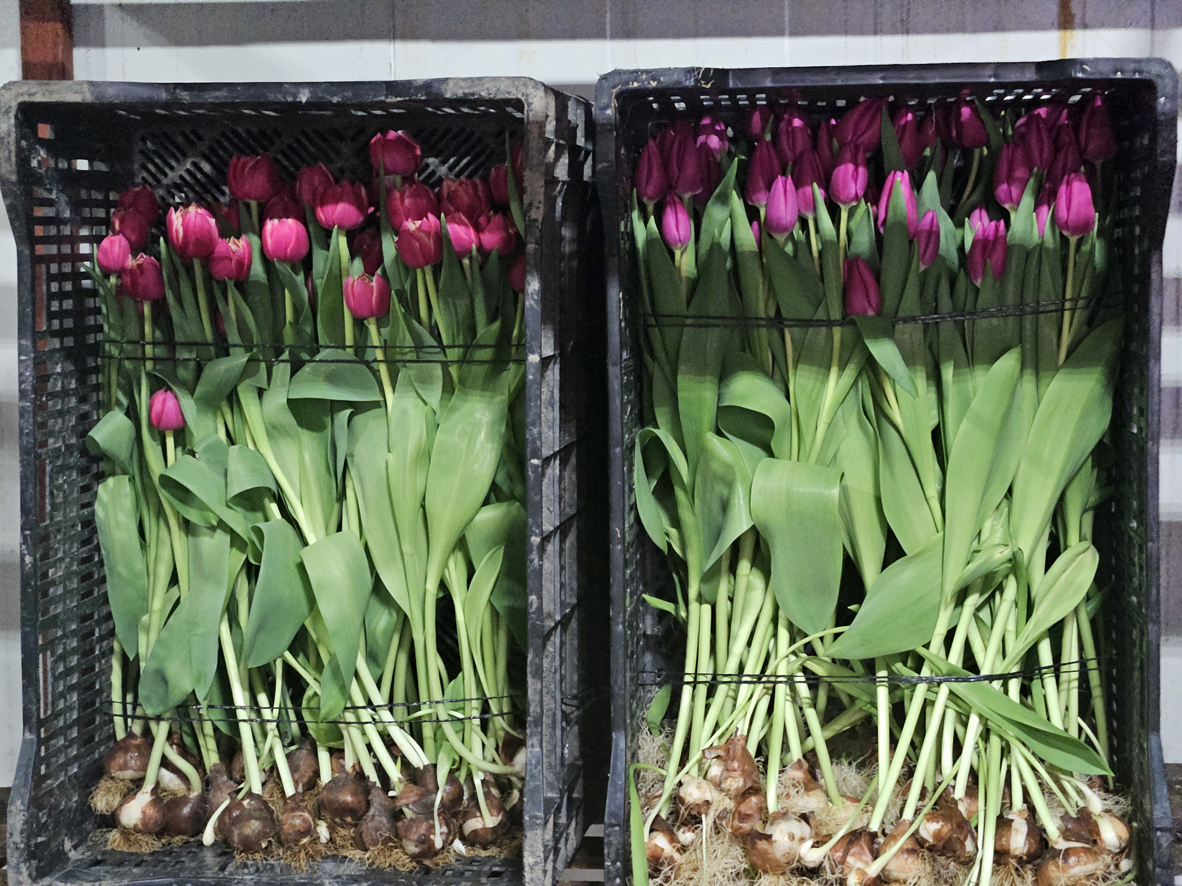 Kadınlar Günü'ne özel suda lale üretimi(ÖZEL HABER) - Görsel 7