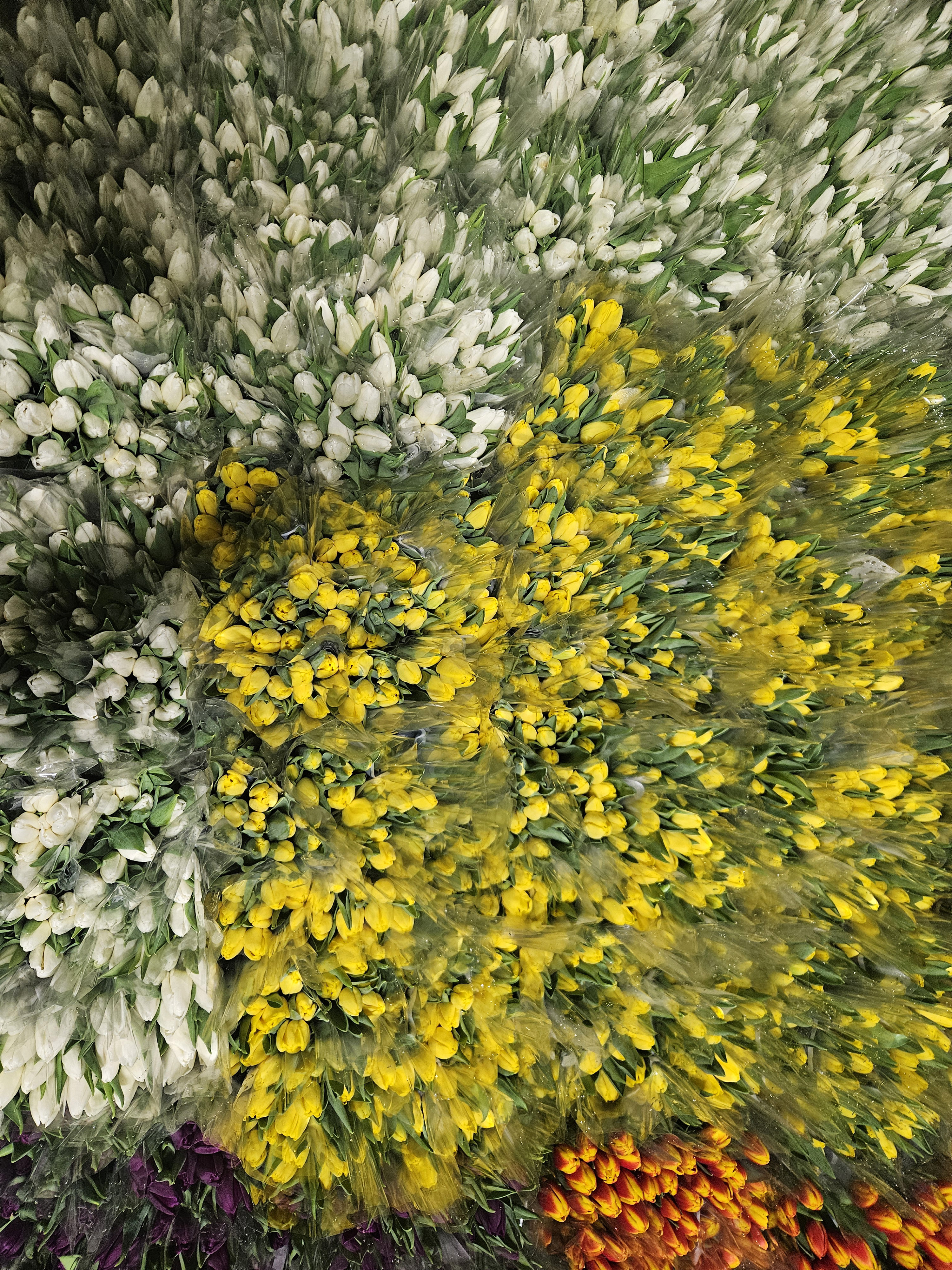 Kadınlar Günü'ne özel suda lale üretimi(ÖZEL HABER) - Görsel 8