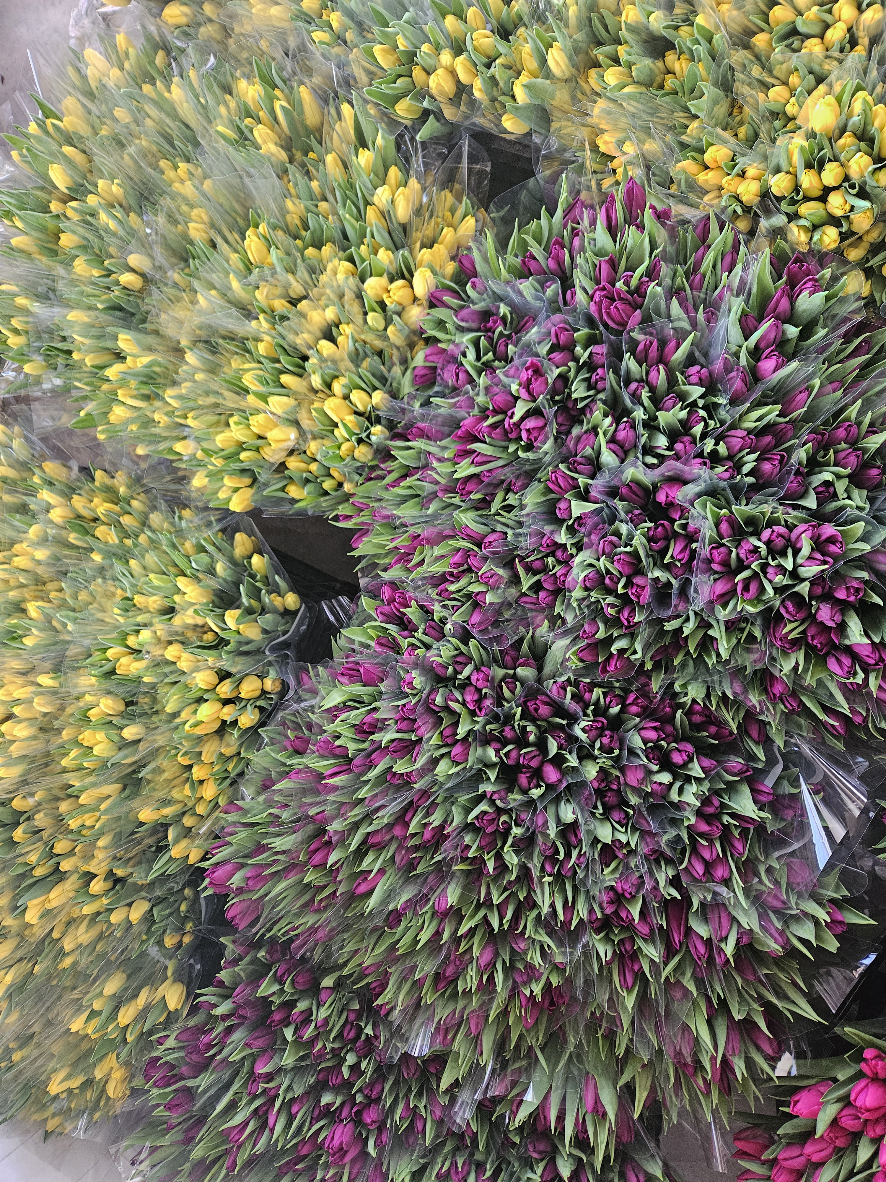 Kadınlar Günü'ne özel suda lale üretimi(ÖZEL HABER) - Görsel 9