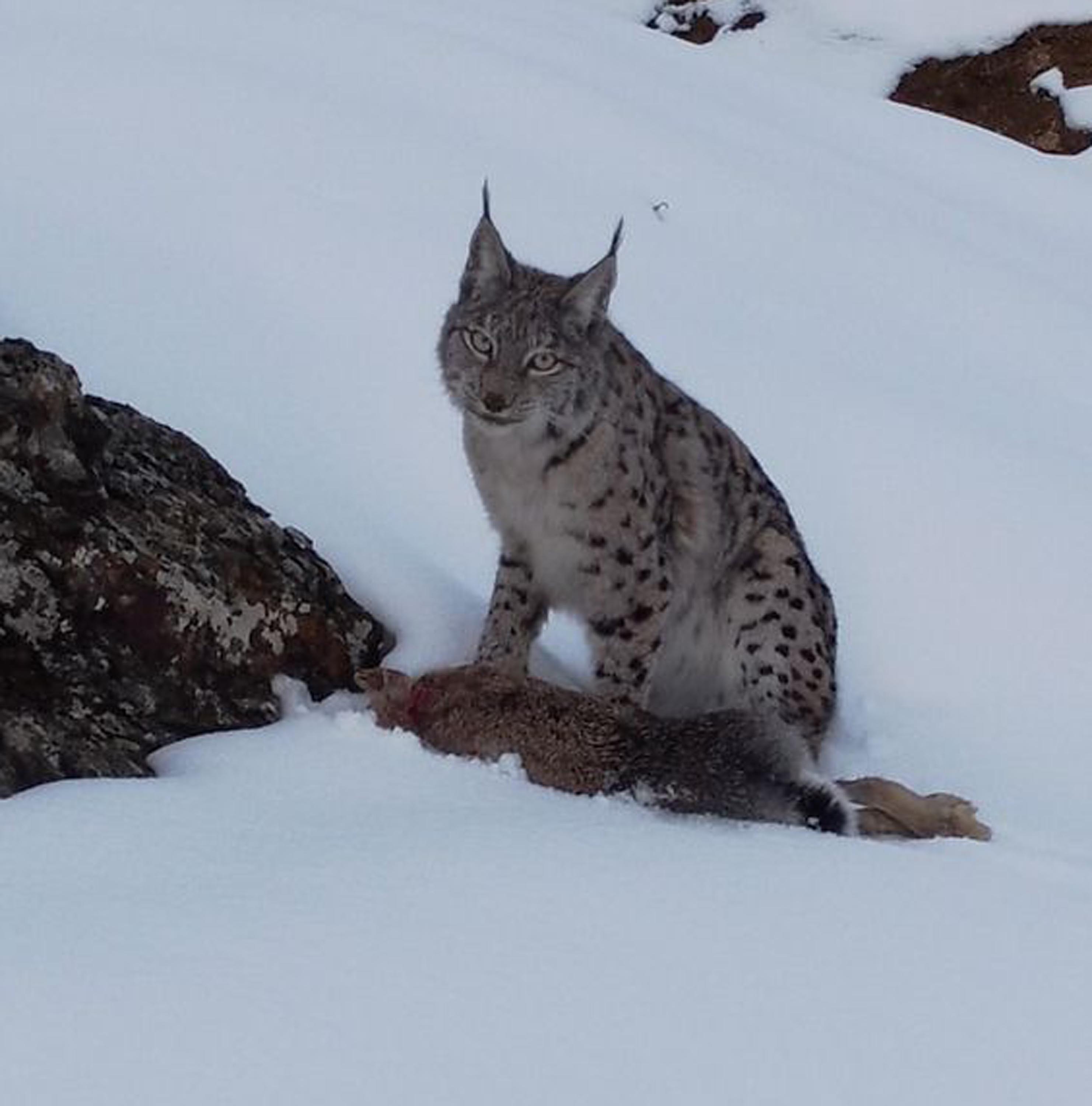 Vaşak, avlanırken görüntülendi - Görsel 1