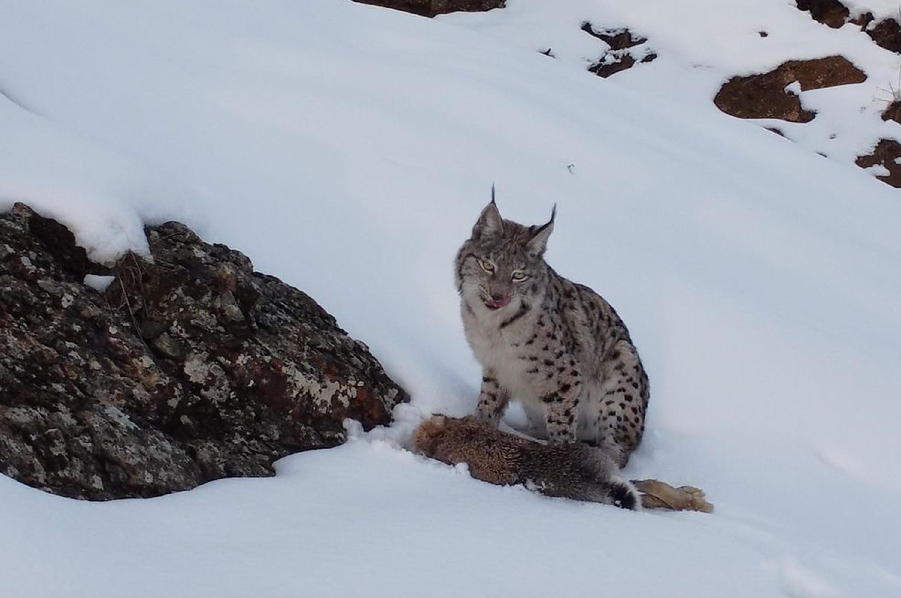 Vaşak, avlanırken görüntülendi - Görsel 2
